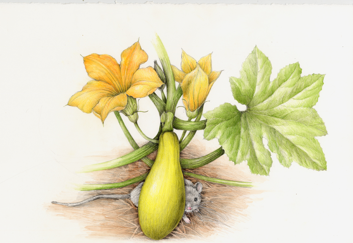 The mouse cools off in the shade underneath the zucchini plant