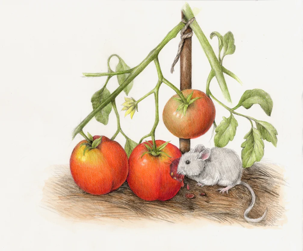 The mouse samples a tangy and tasty tomato