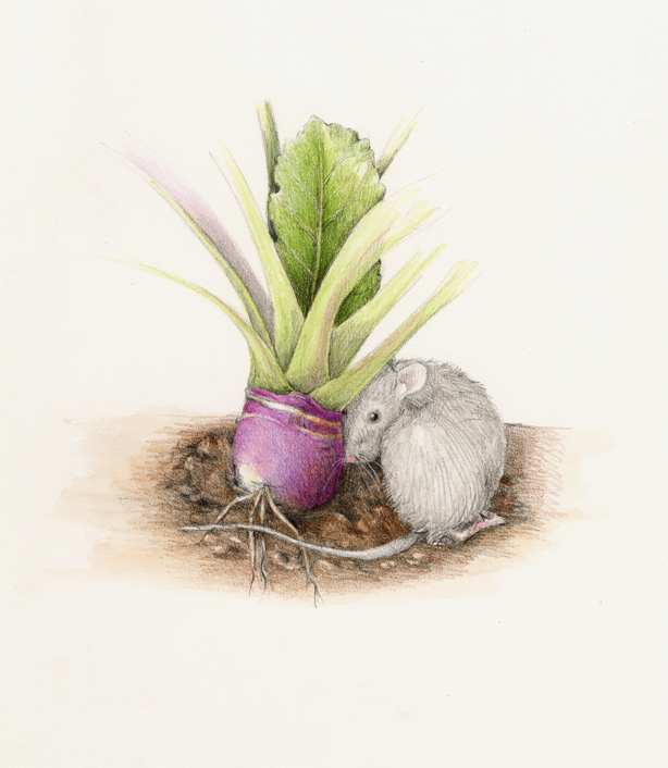 The mouse cuddles up to a rutabaga