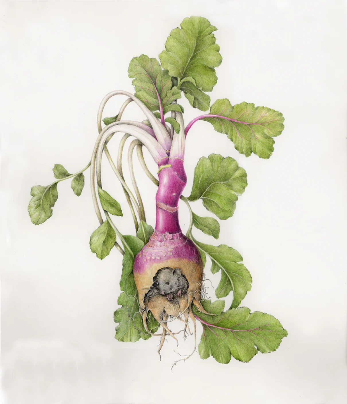 The Mouse in a Rutabaga
