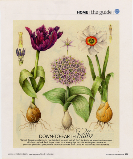 REAL SIMPLE MAGAZINE October 2011 Illustrations for an article about gardening with spring bulbs.