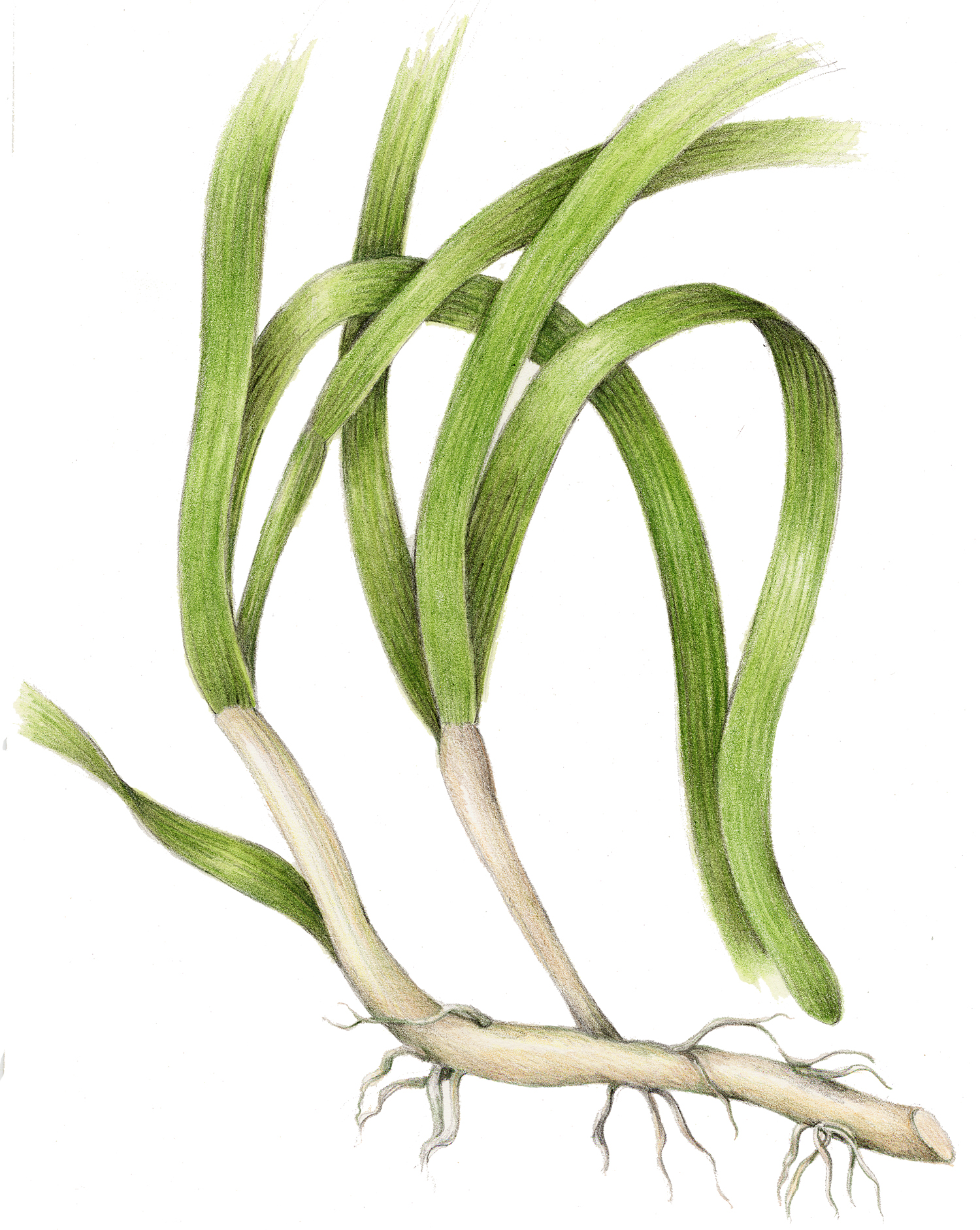 Eelgrass