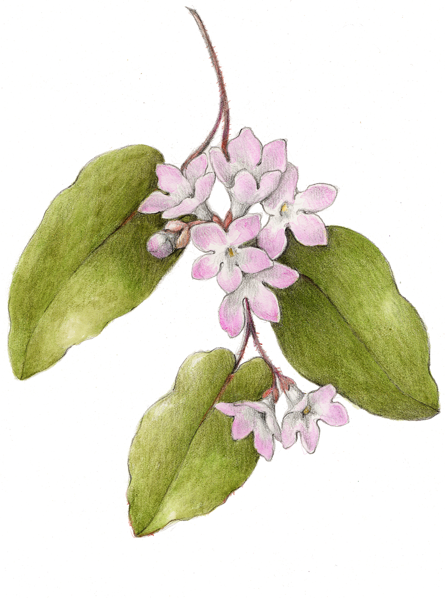 Trailing Arbutus
