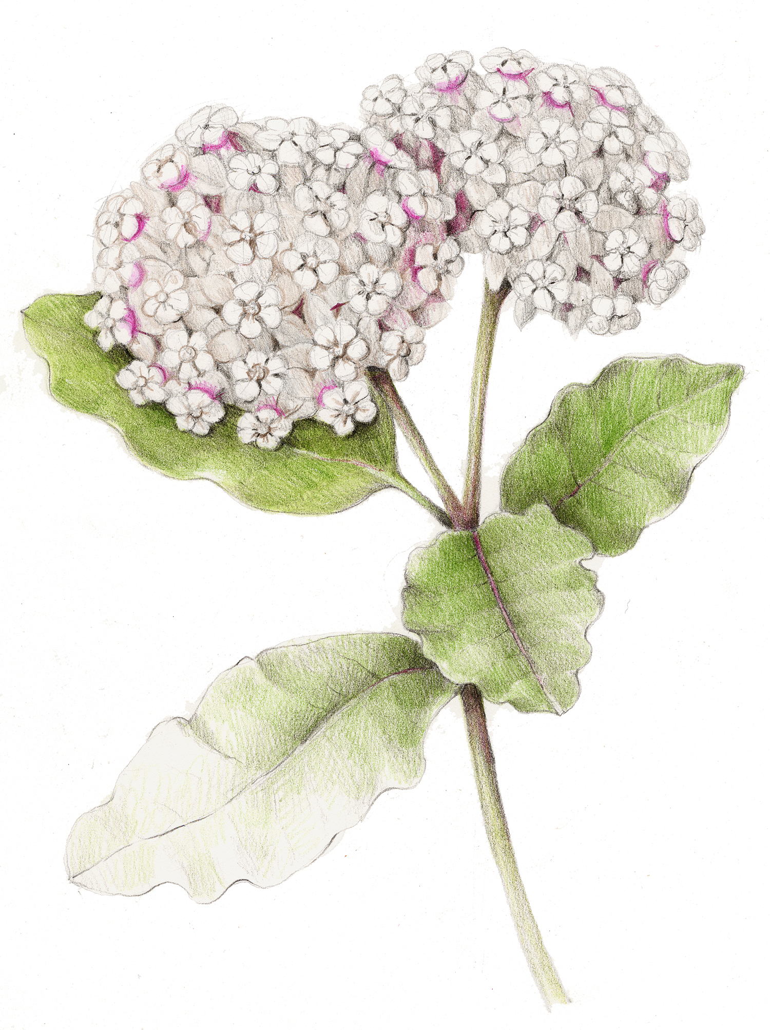 White Milkweed