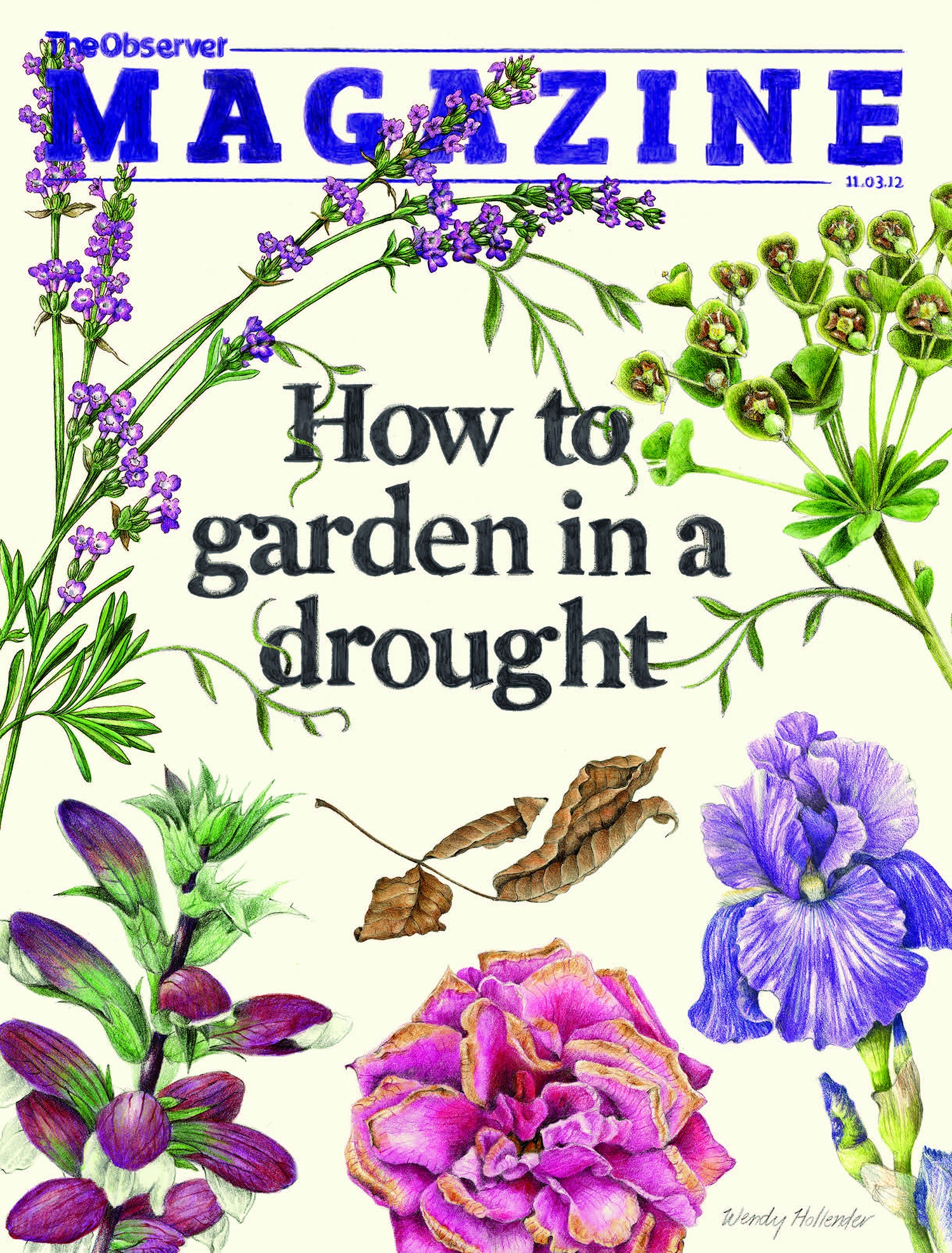 OBSERVER MAGAZINE March 2012 These illustrations were for the cover and inside spread of an article about plants used in gardening in a drought in England. Read the article online .
