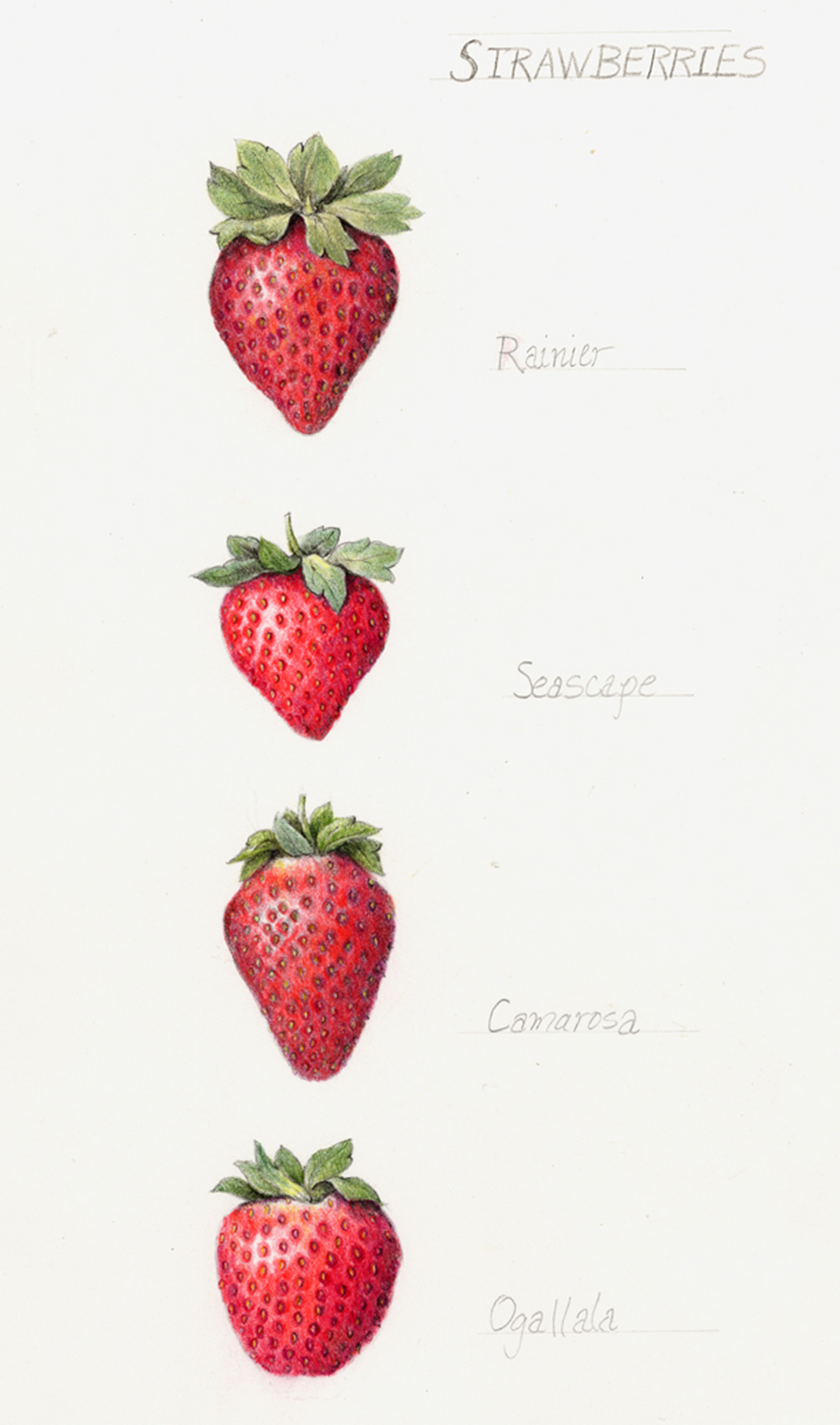 SUNSET MAGAZINE January 2013 Illustrations for an article about growing your own strawberries. Read the article online .