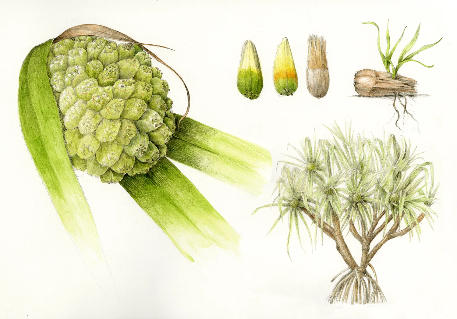 Hala/Screw Pine - Pandanus tectorius