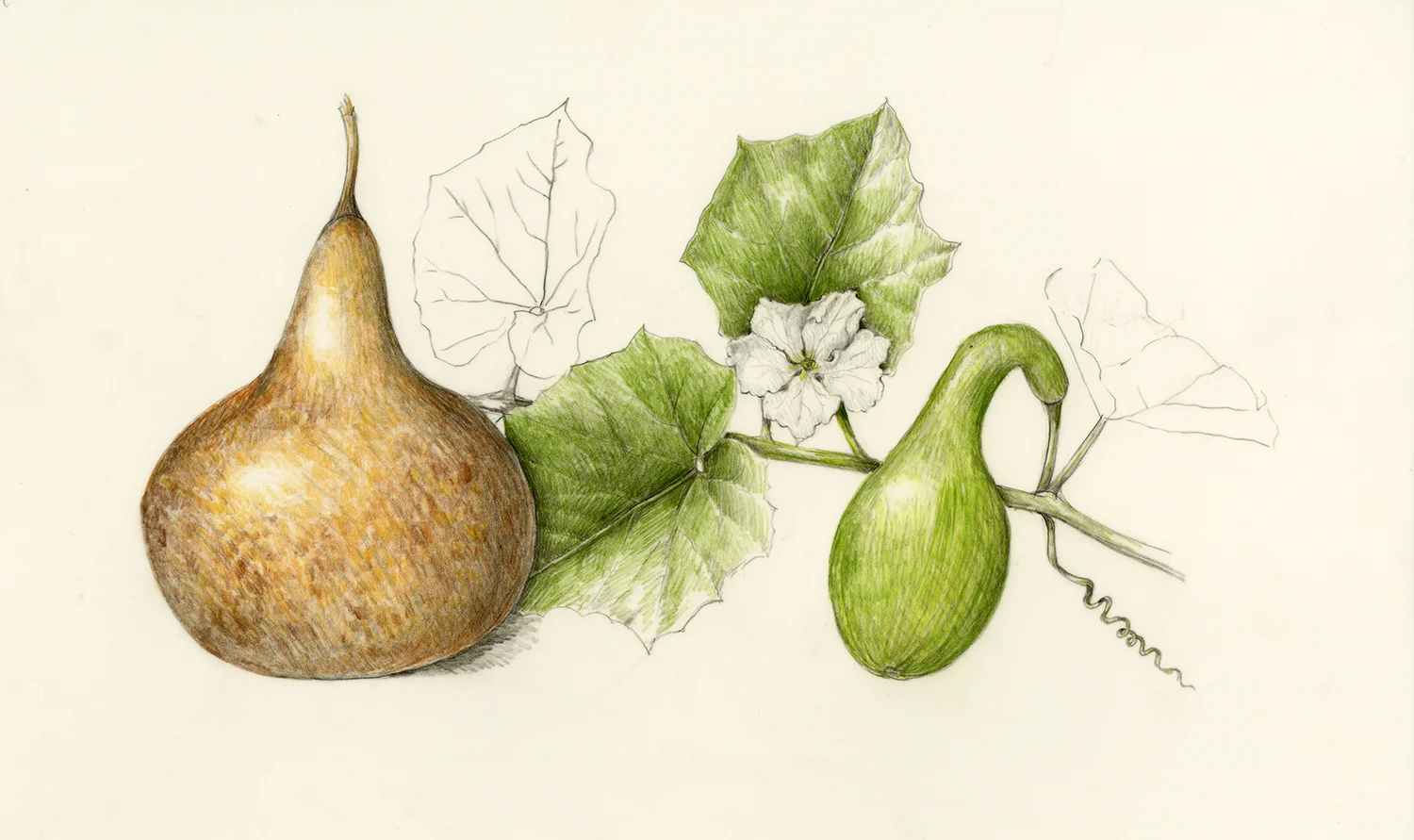 Ipu/Bottle Gourd - Lagenaria siceraria