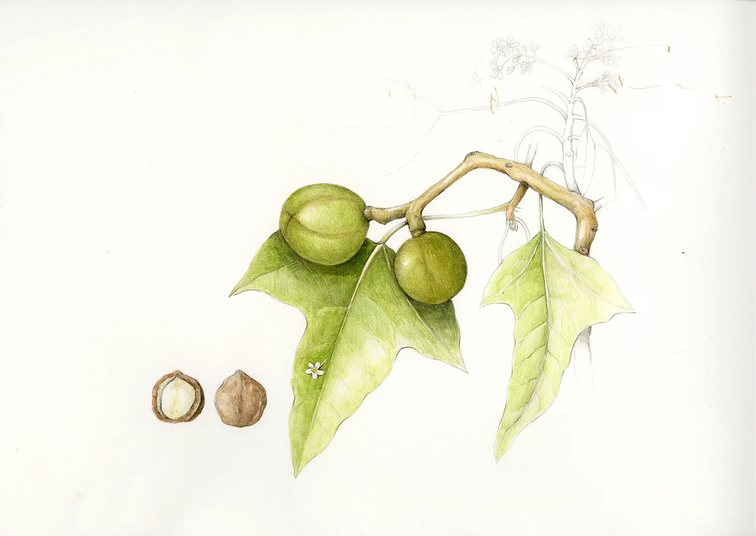 Kukui/Candlenut Tree - Aleurites moluccana