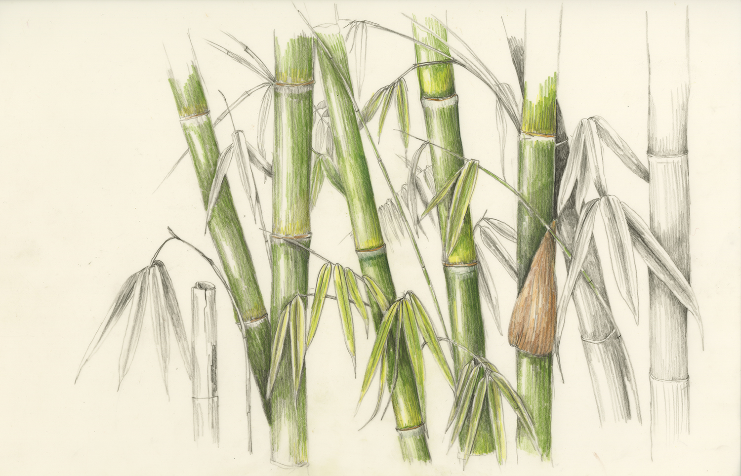 Ohe/Bamboo - Schizostachyum glaucifolium