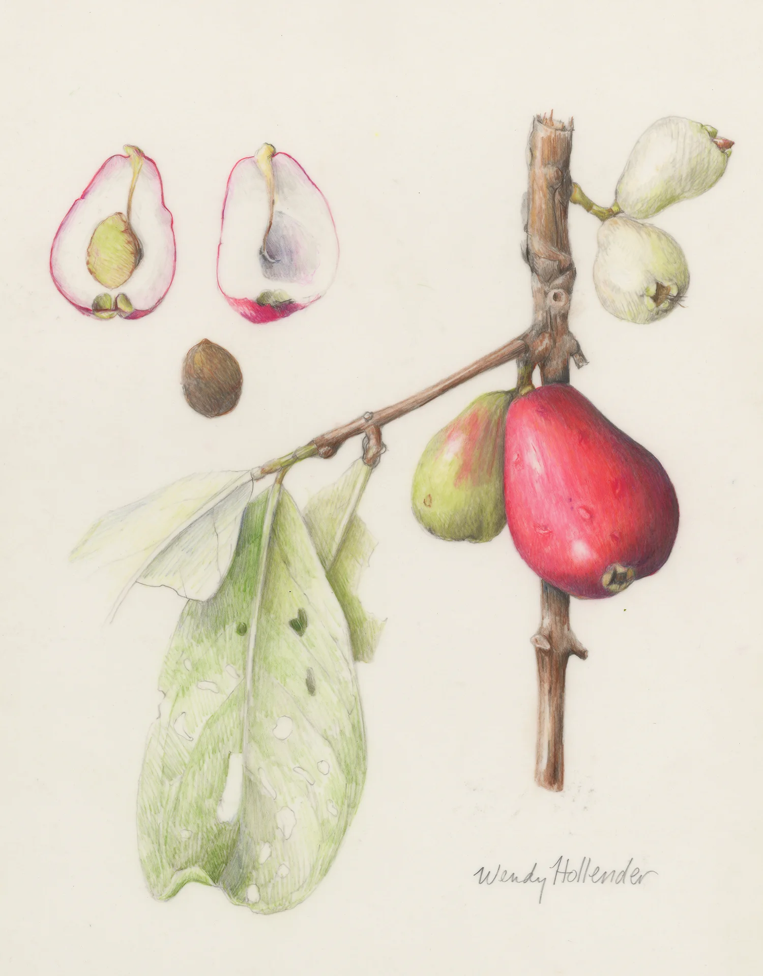 Ohi'a'ai/Mountain Apple - Syzygium malaccense