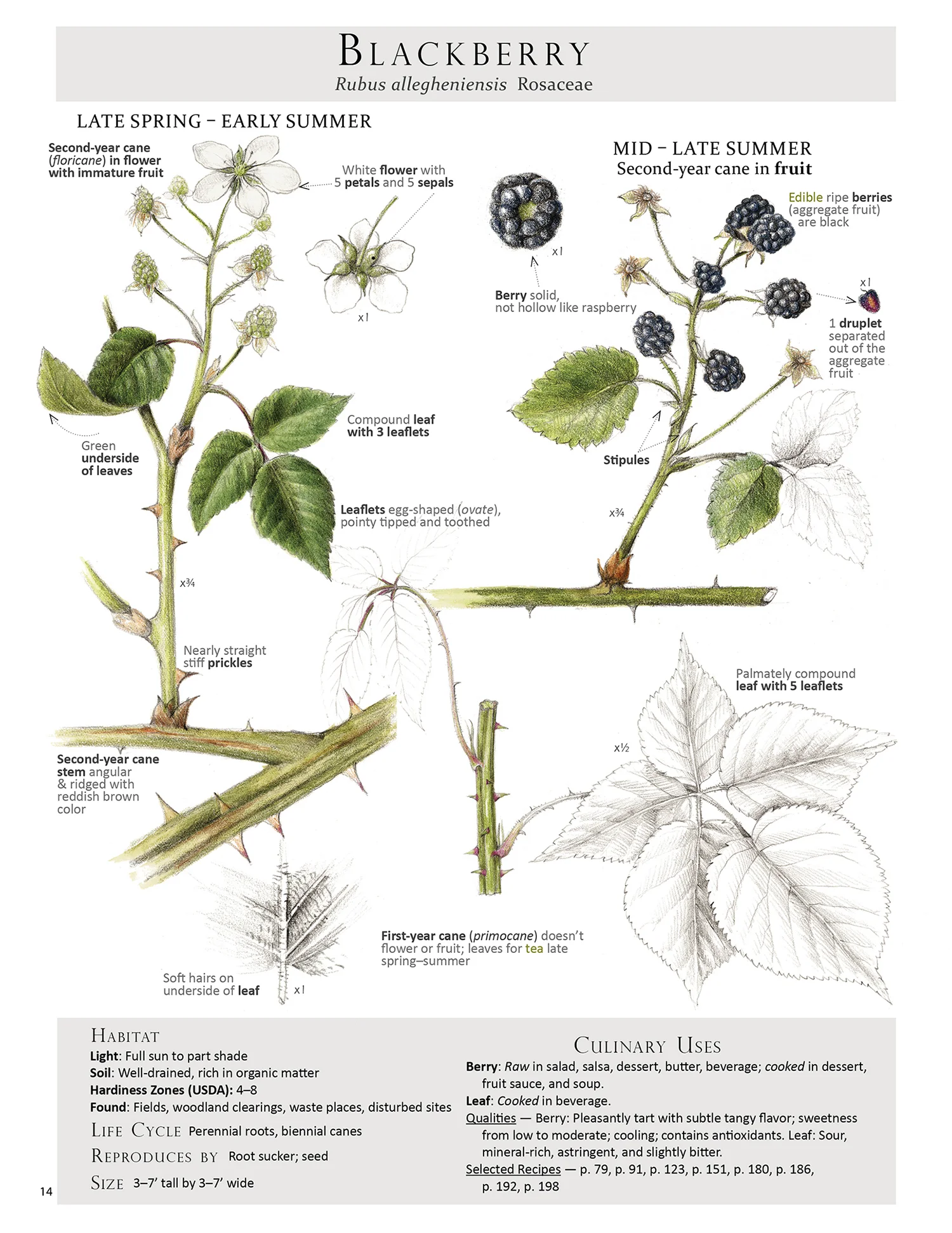 Blackberry - Rubus allegheniensis