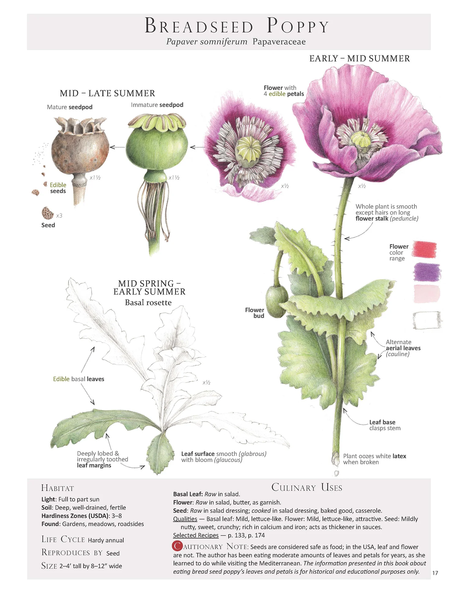Breadseed Poppy - Papaver somniferum