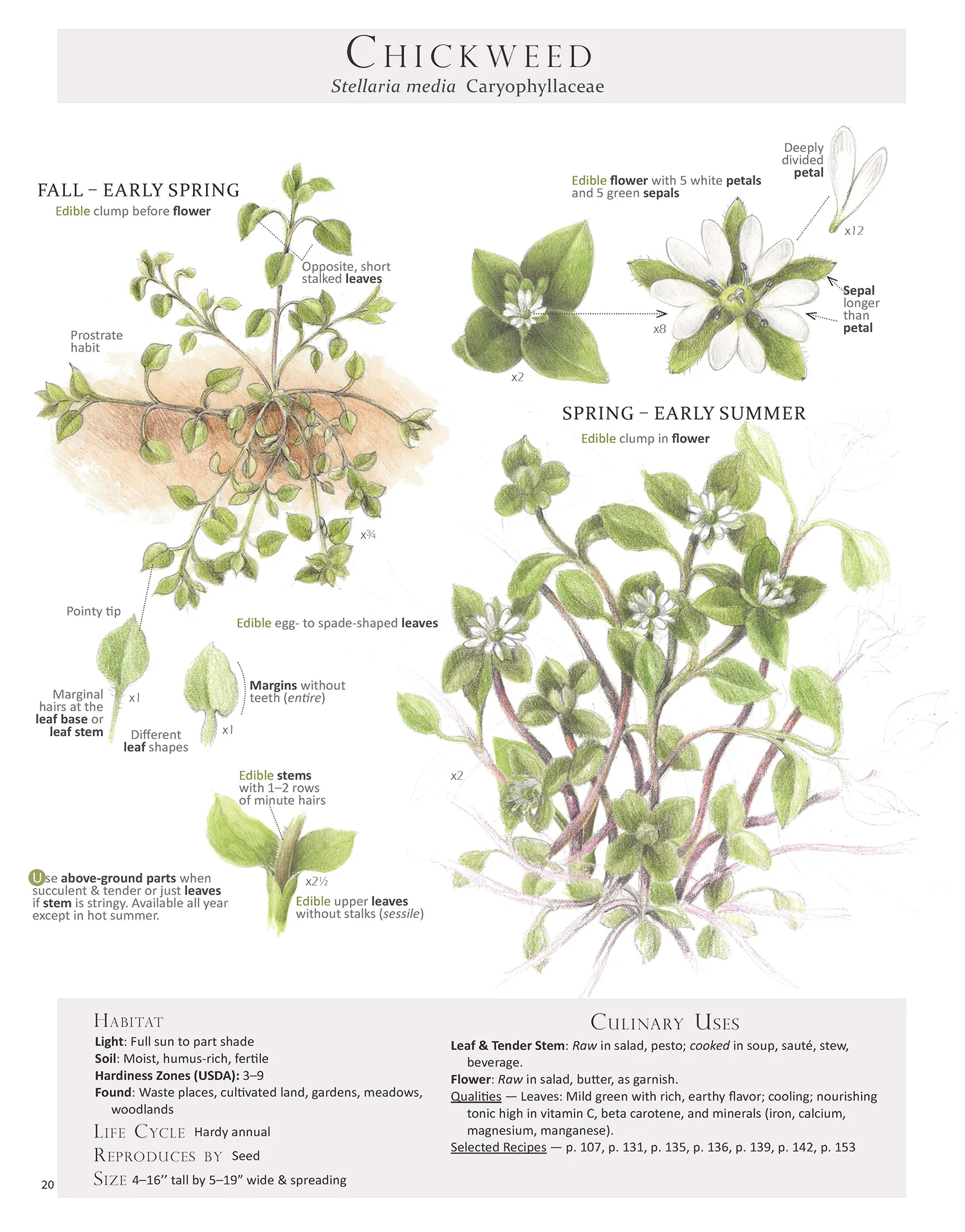 Chickweed - Stellaria media
