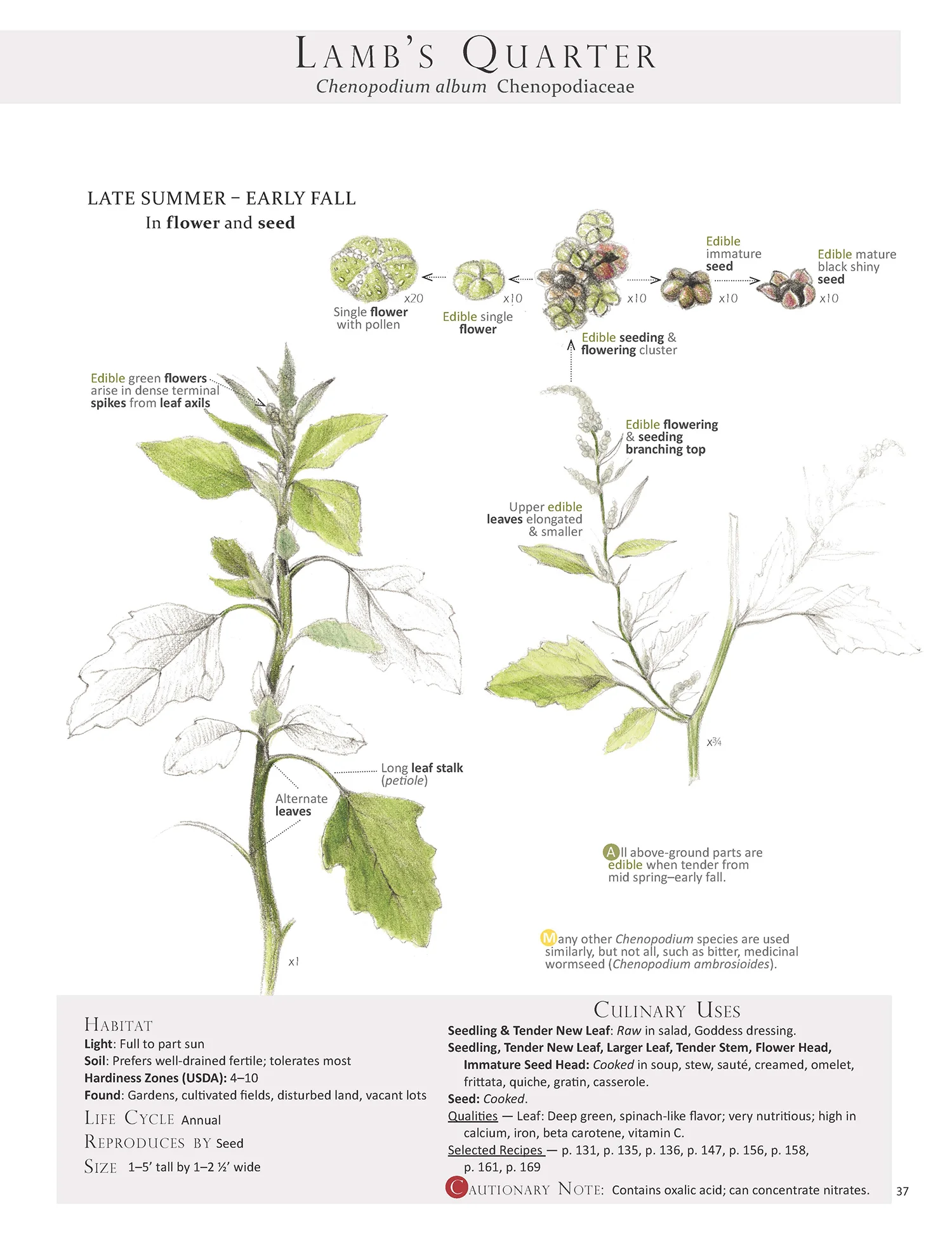 Lamb's Quarter - Chenopodium album