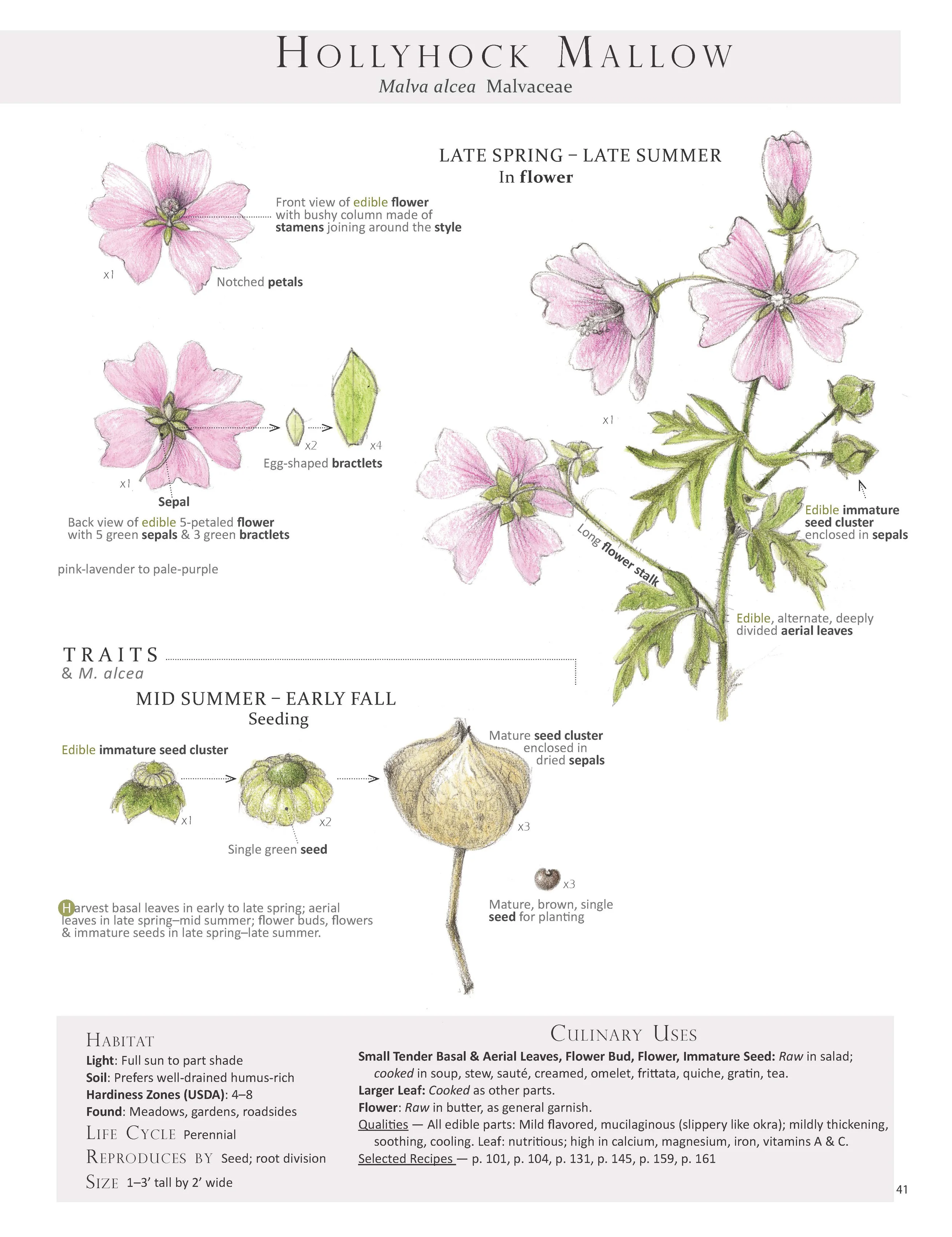 Hollyhock Mallow - Malva alcea
