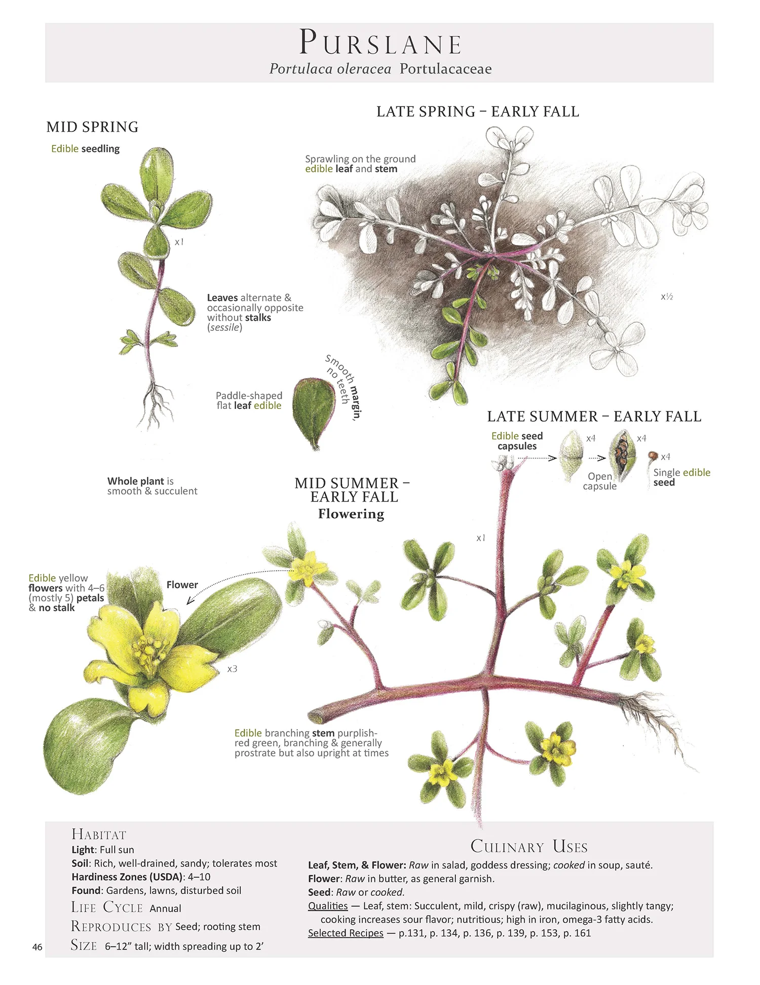 Purslane - Portulaca oleracea