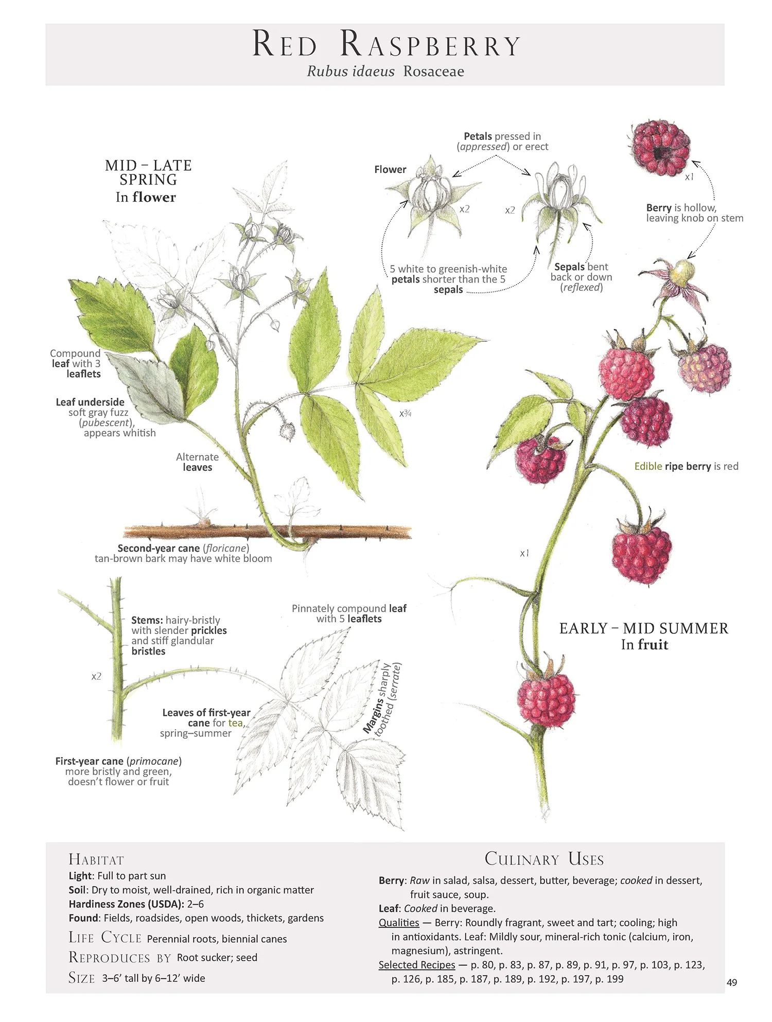 Red Raspberry - Rubus idaeus