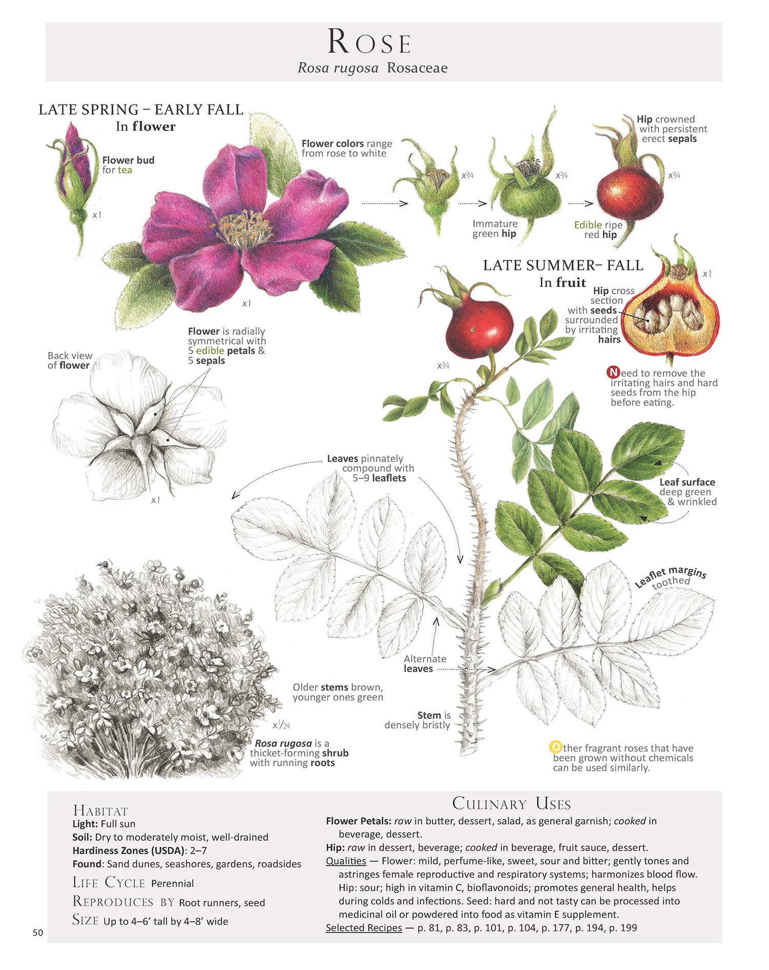 Rose - Rosa rugosa