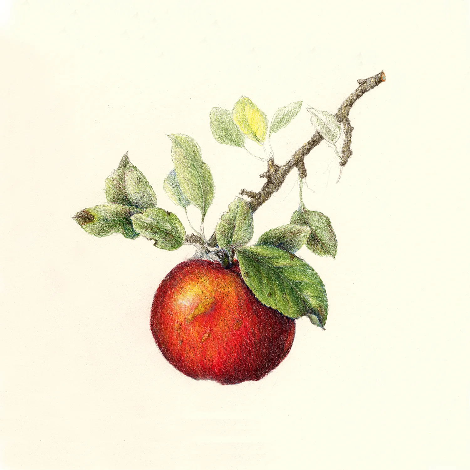 Apple - Malus