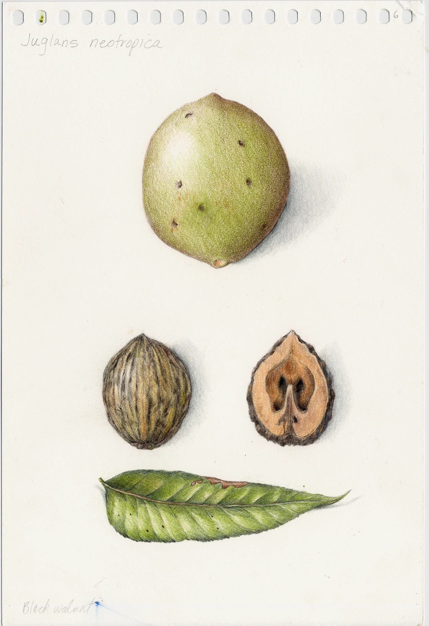 Black Walnut - Juglans nigra