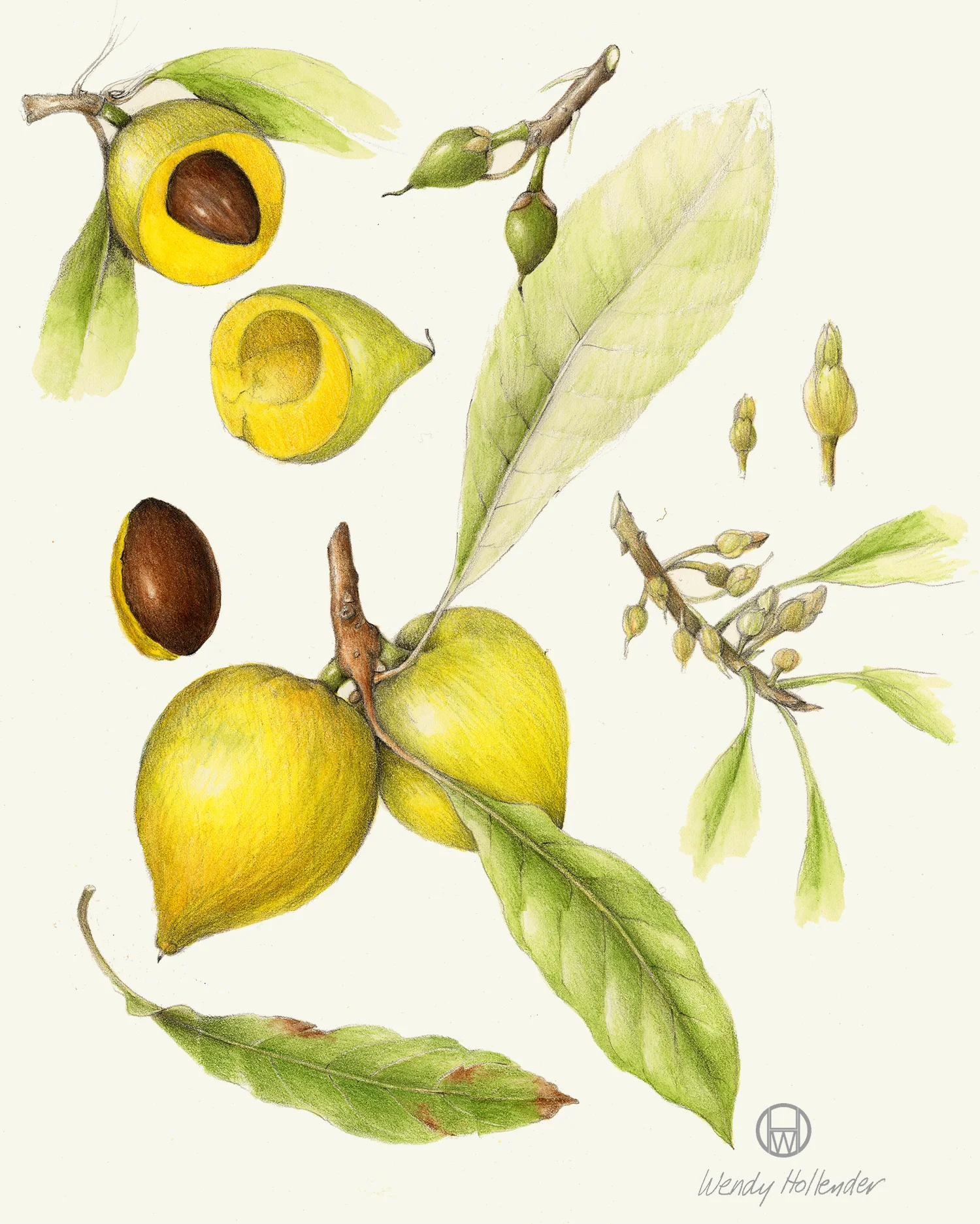 Eggfruit - Pouteria