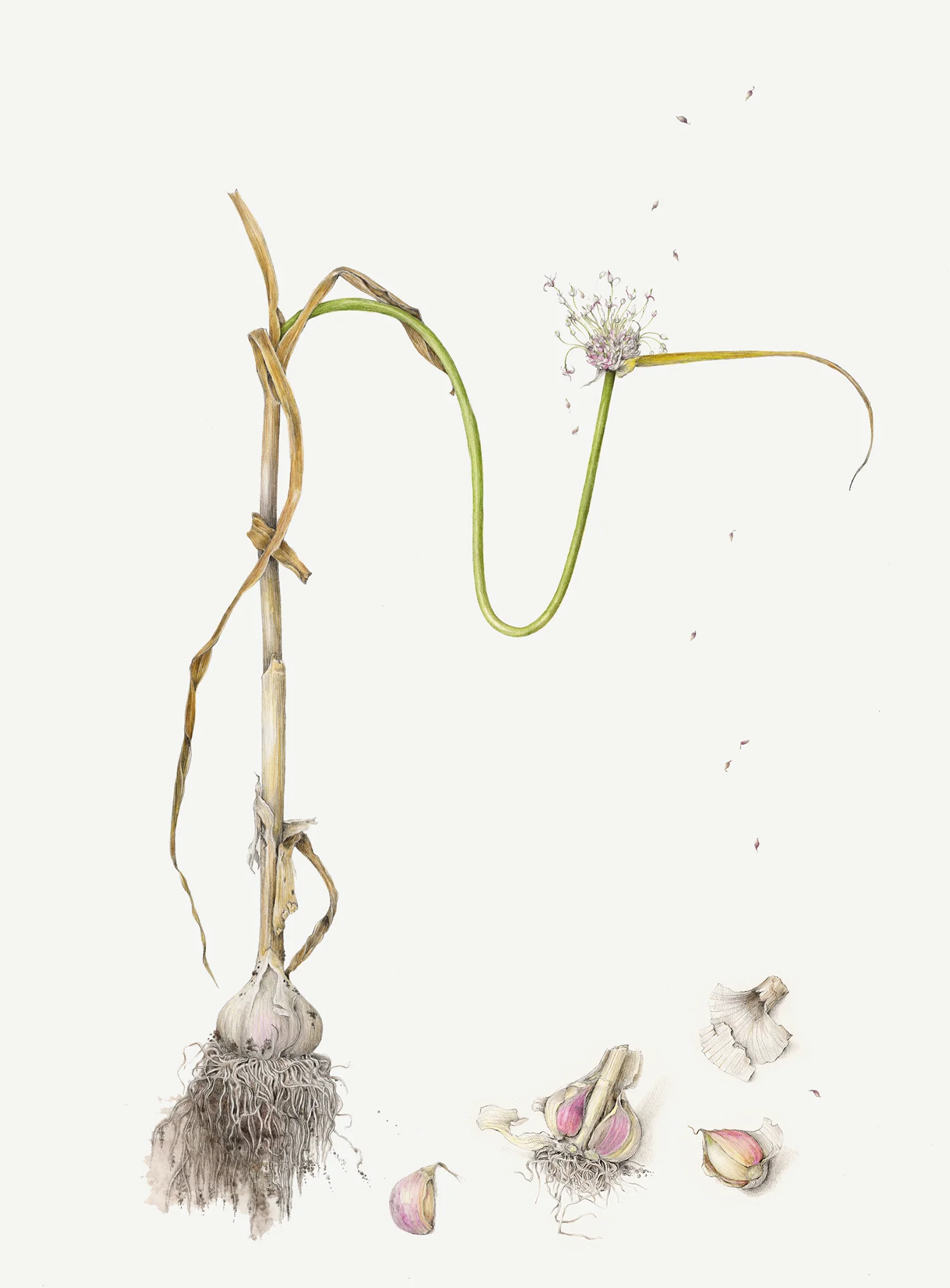 Garlic - Allium sativum