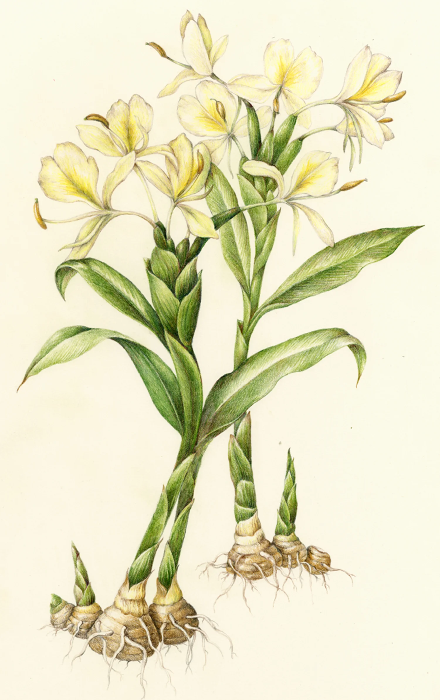Ginger - Zingiber officinale