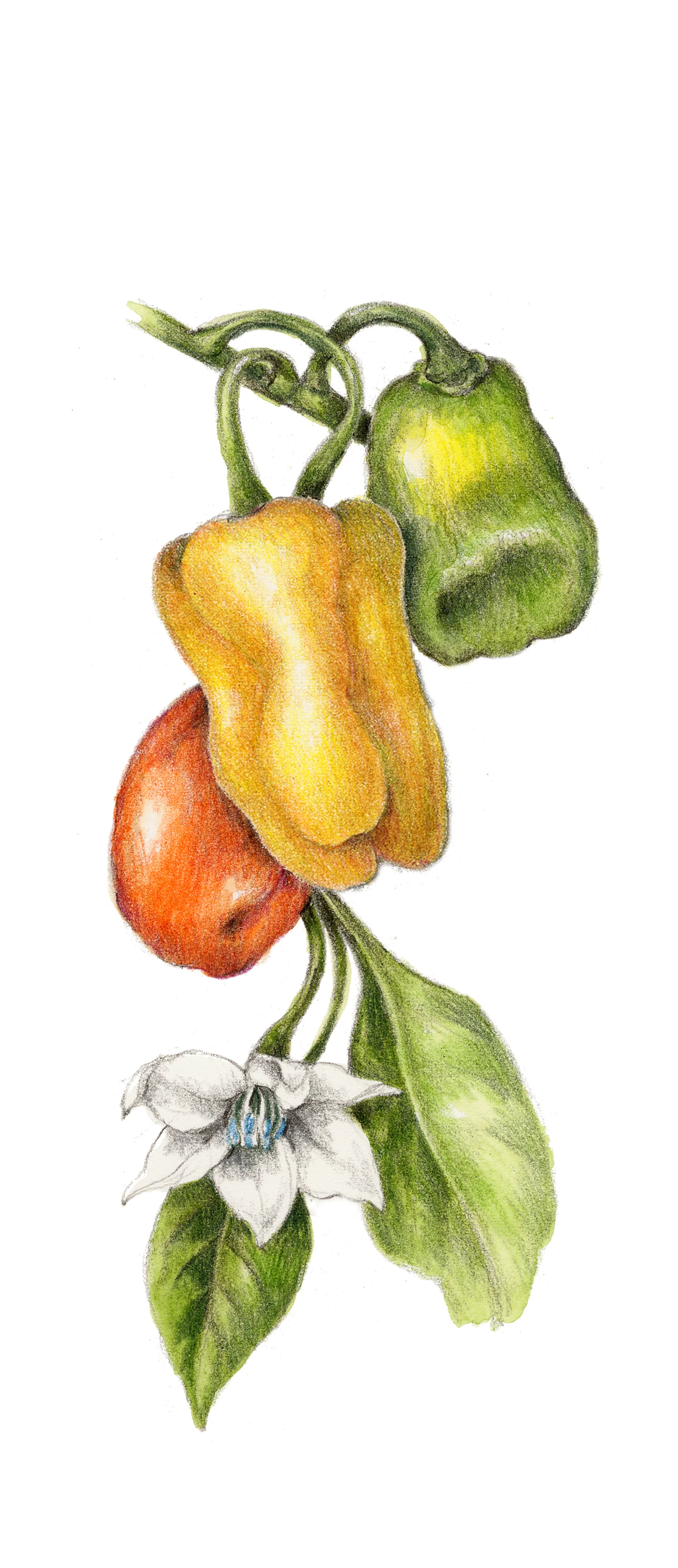 Habanero Pepper - Capsicum chinense