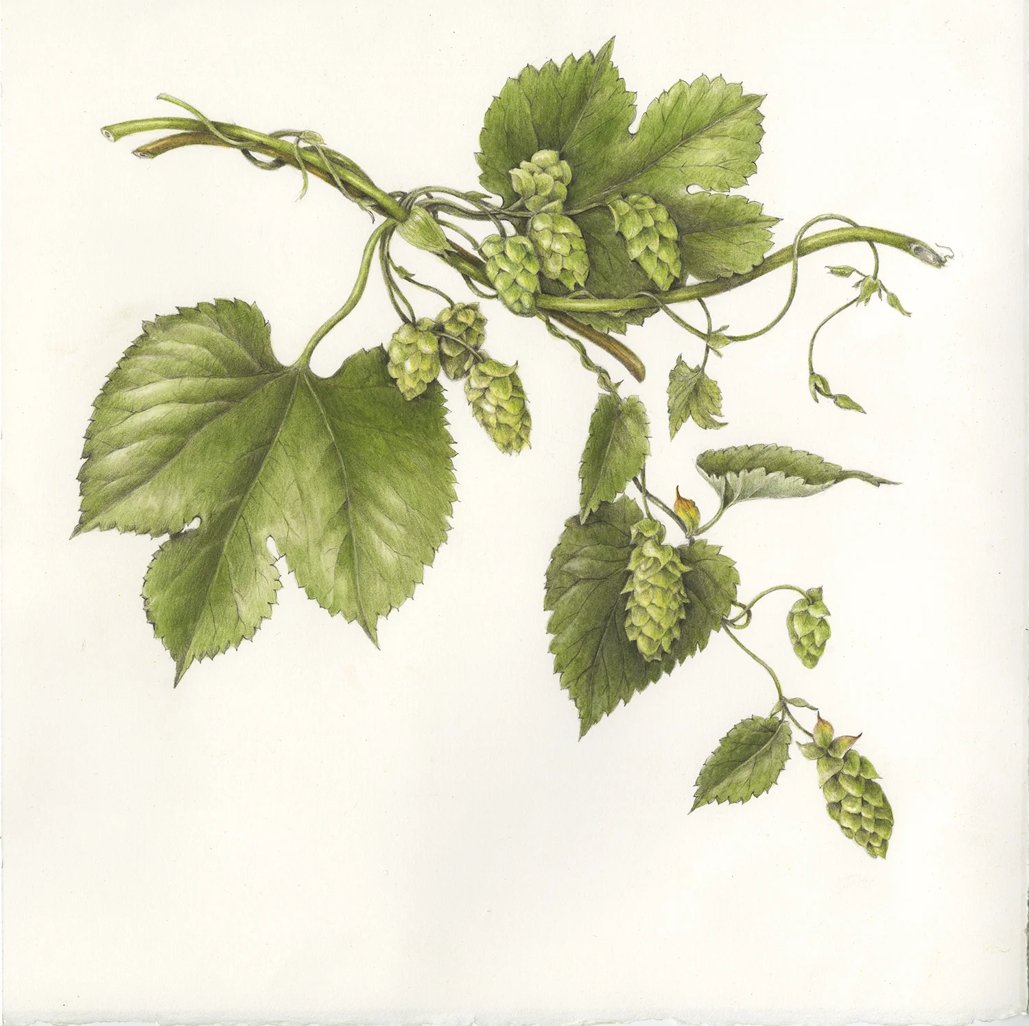 Hop - Humulus lupulus