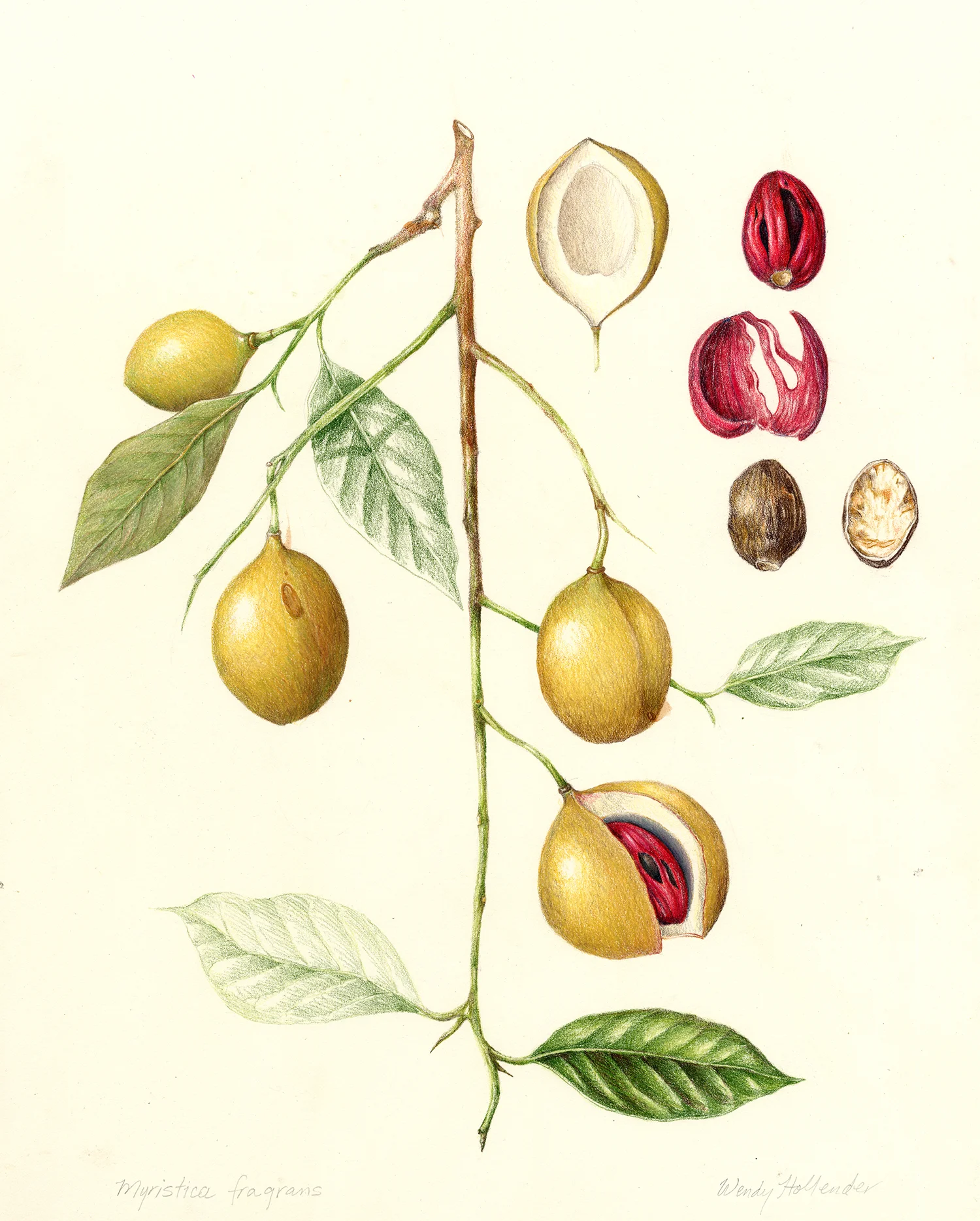 Nutmeg - Myristica