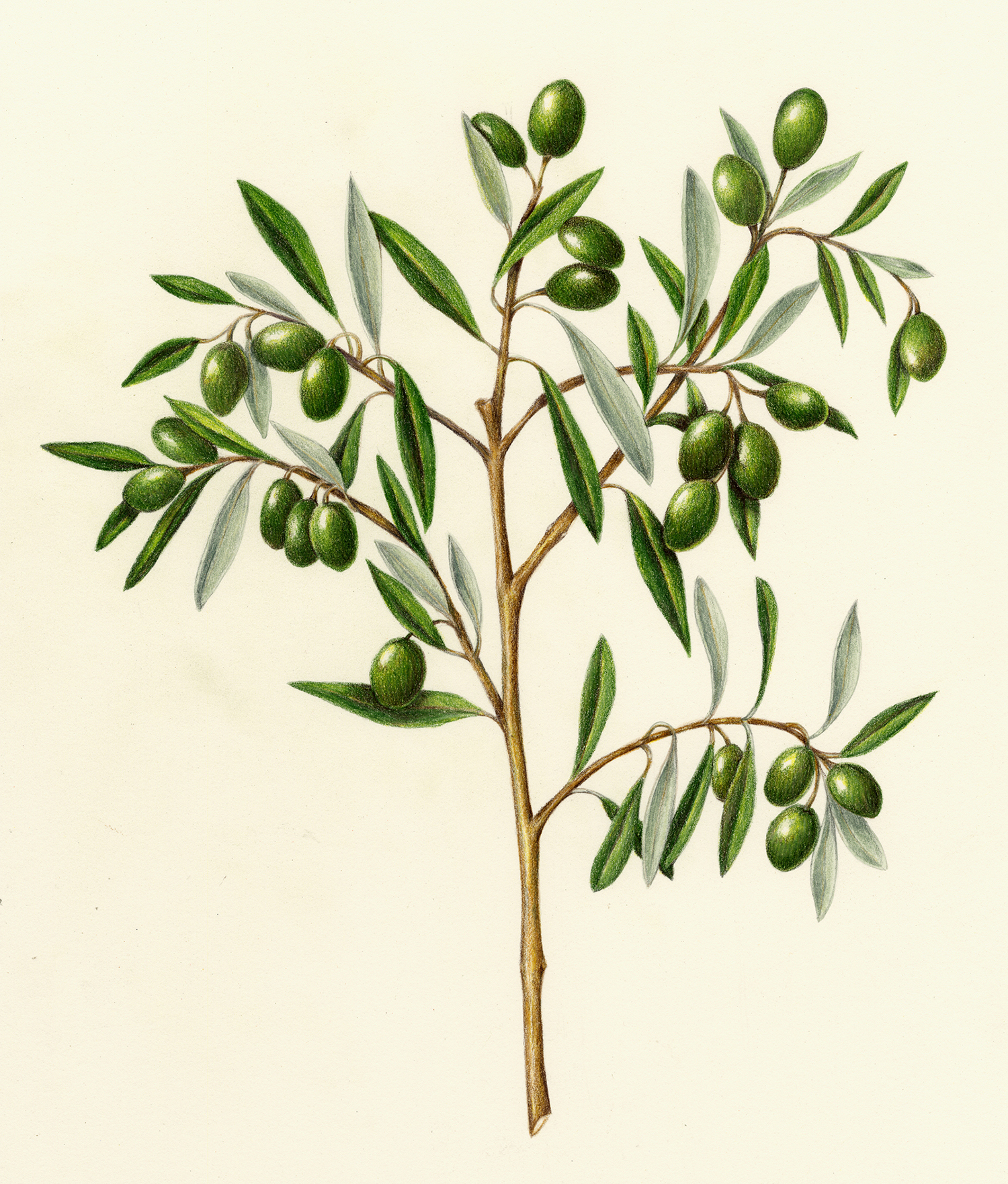 Olive - Olea europaea