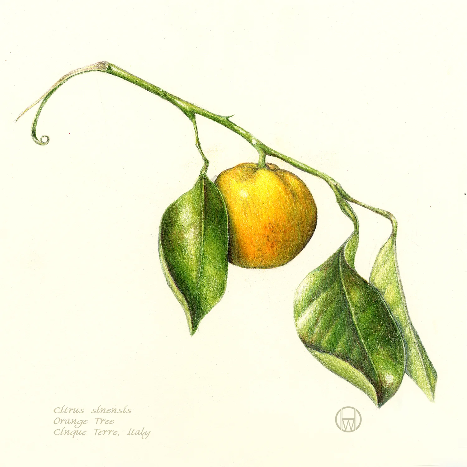 Orange - Citrus sinensis