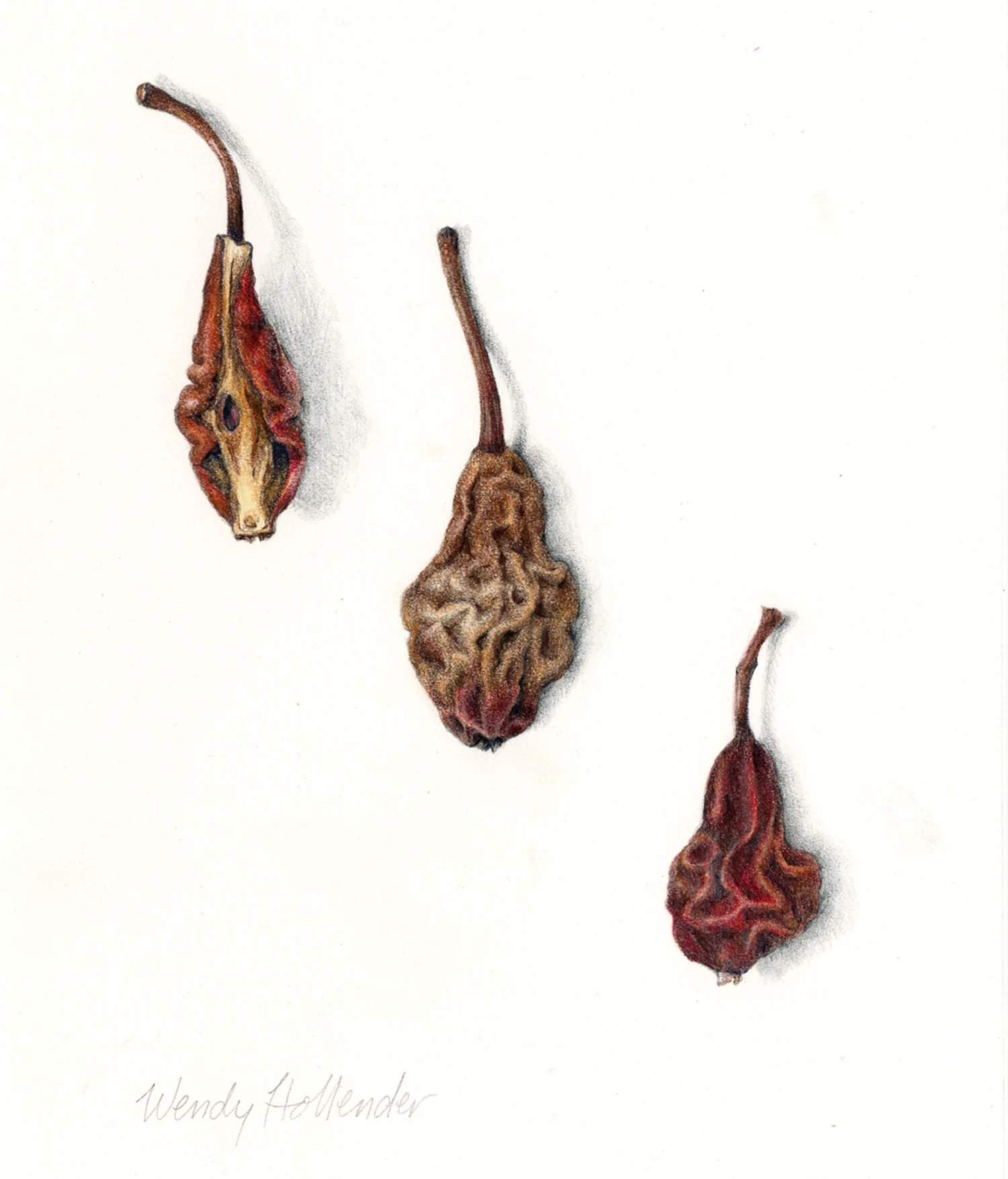 Pears, dried - Pyrus