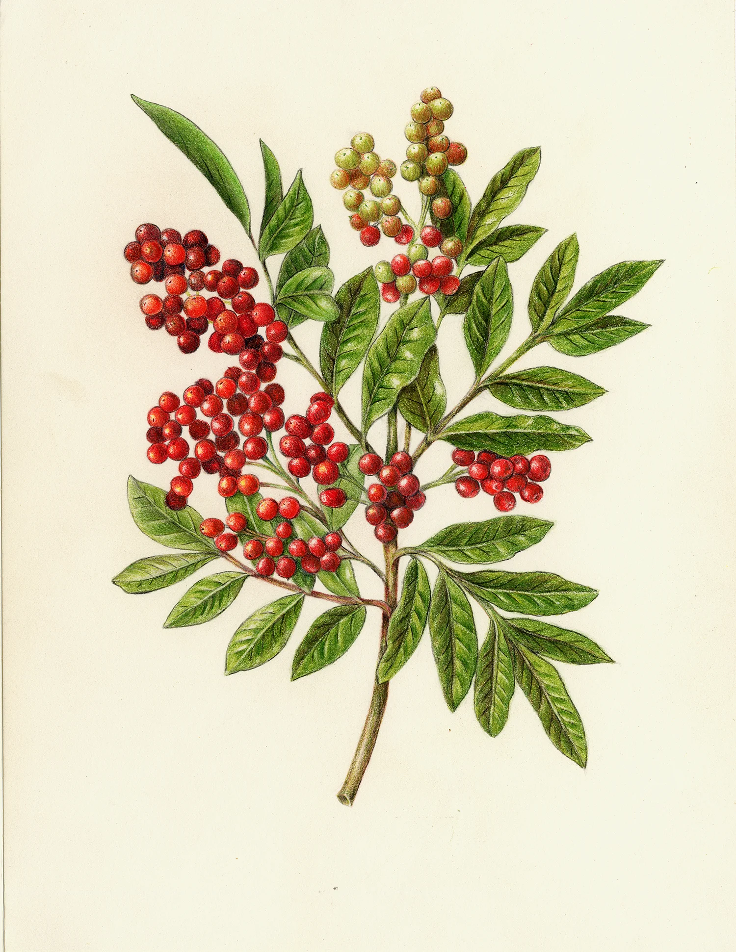 Pink Peppercorn - Schinus molle