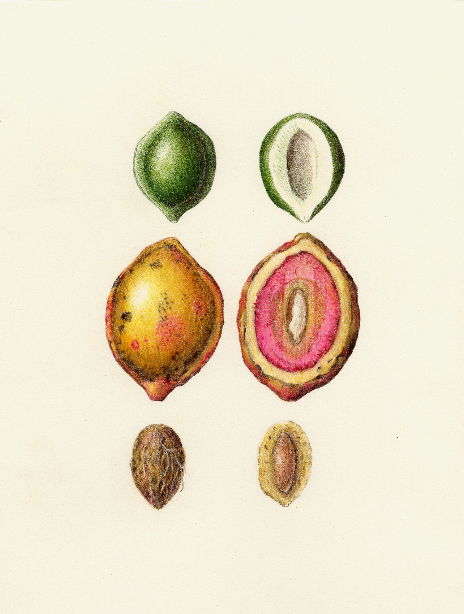 Tropical Almond Fruit - Terminalia catappa