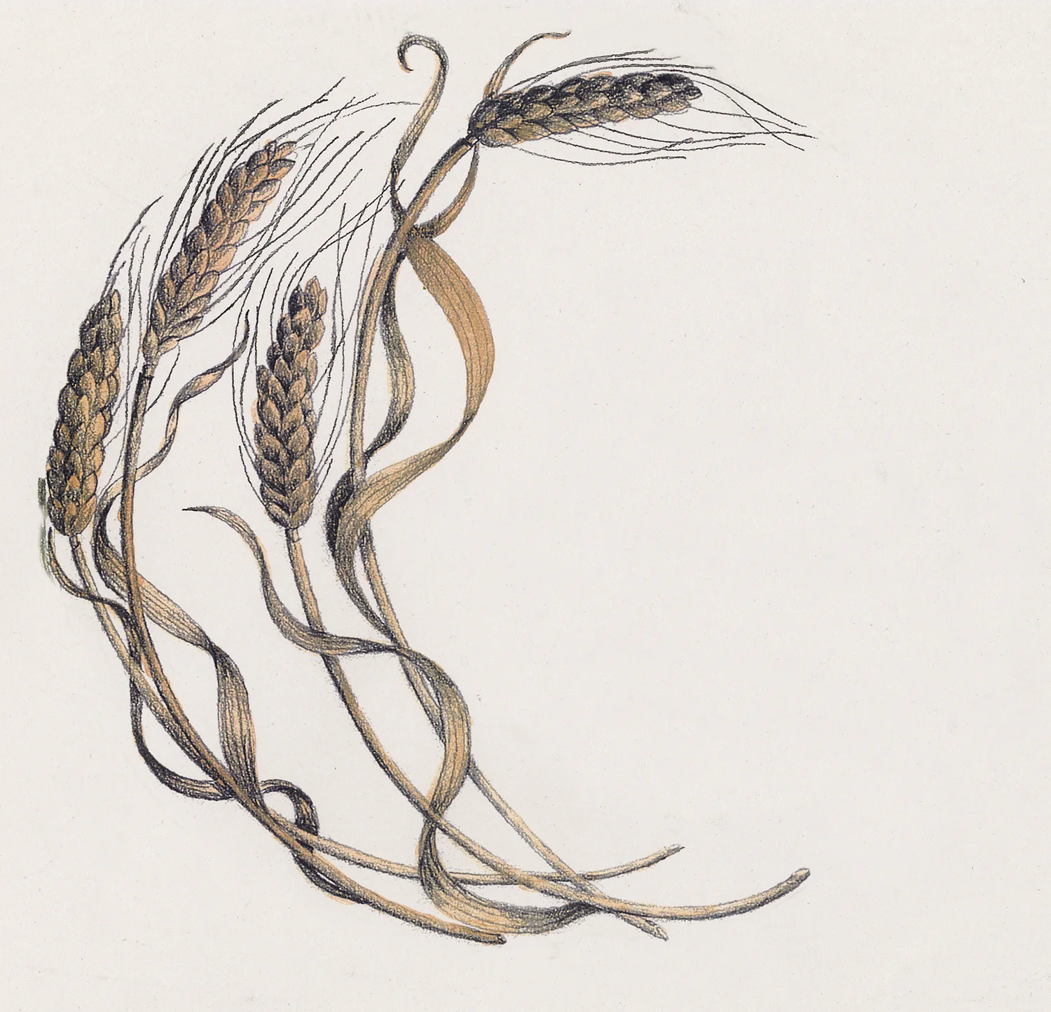 Wheat - Triticum