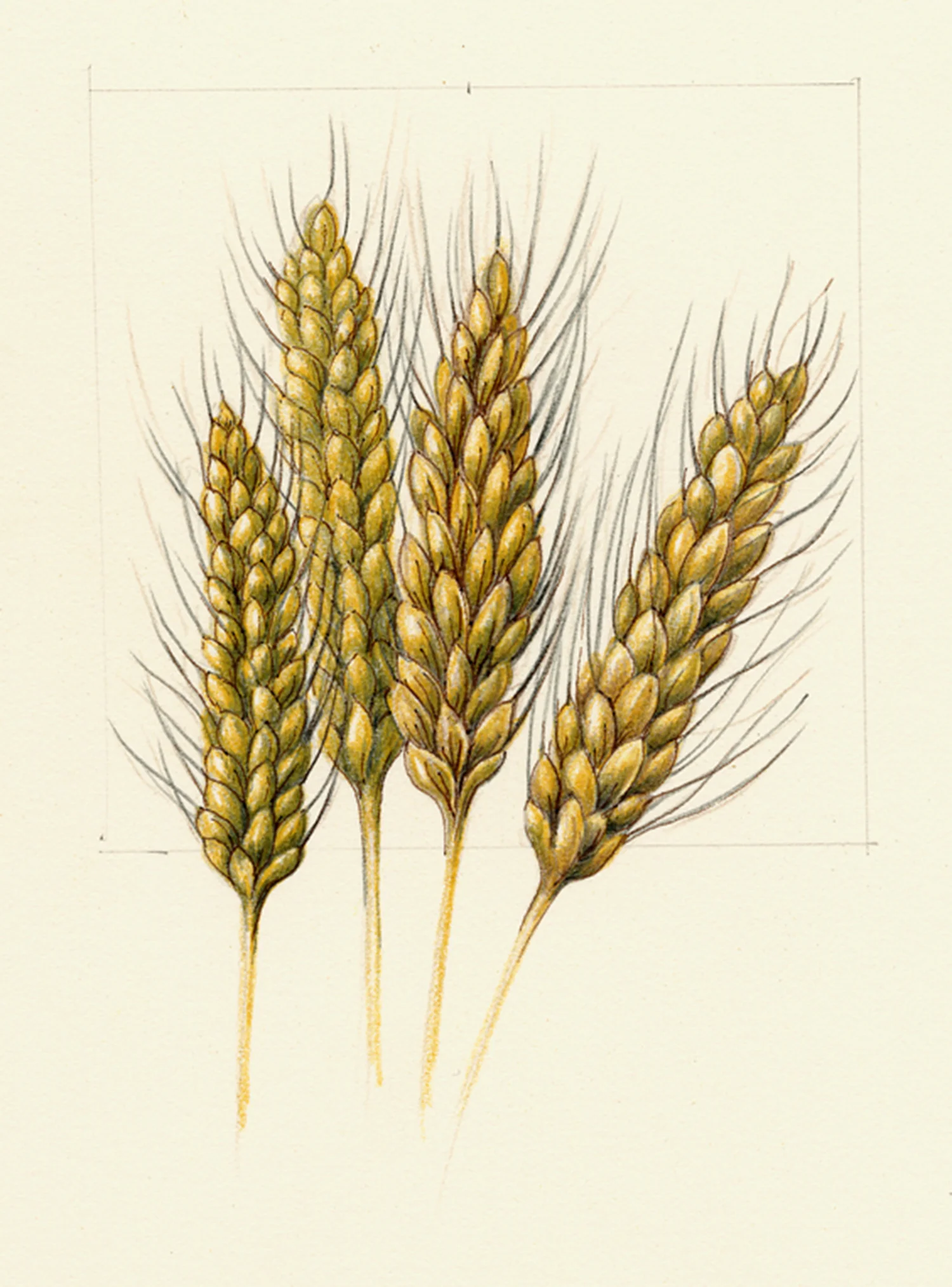 Wheat - Triticum