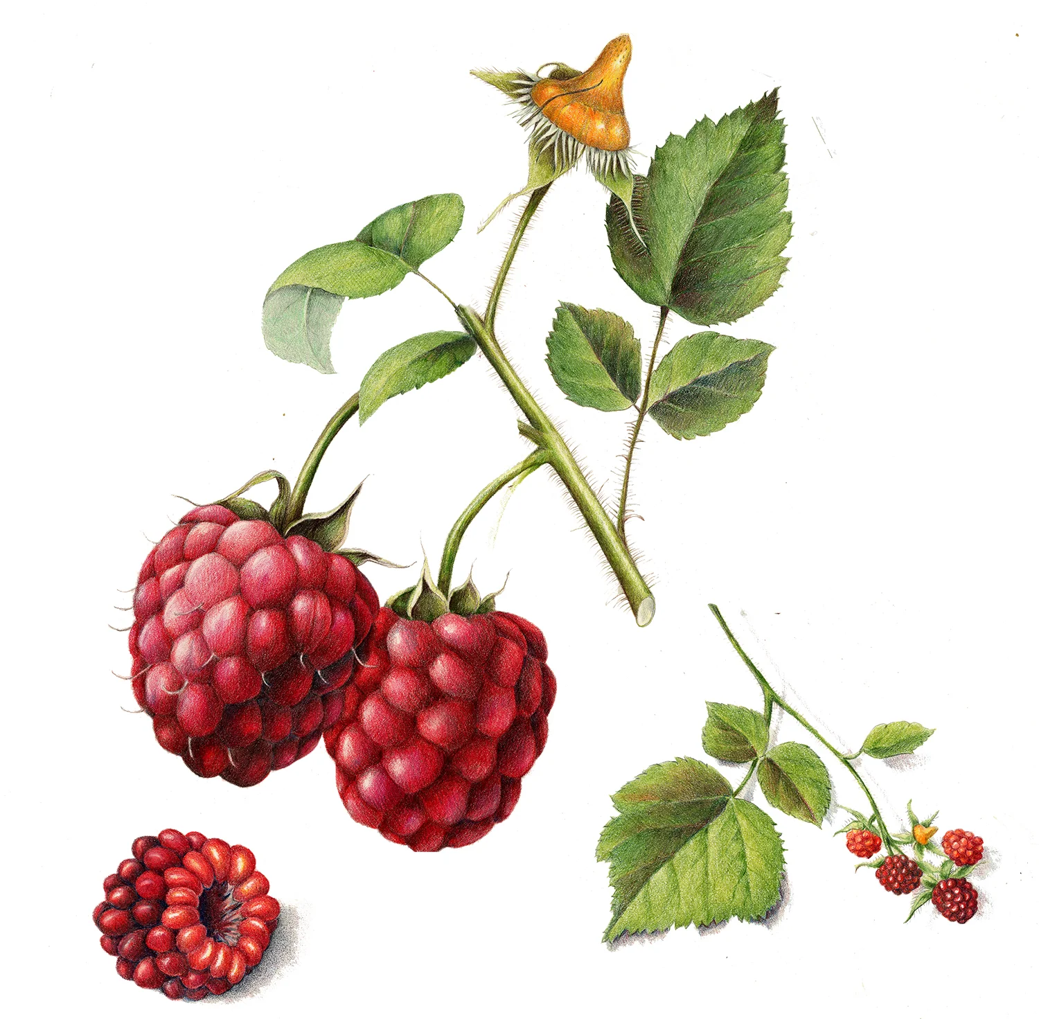 Wild Raspberry - Rubus occidentalis