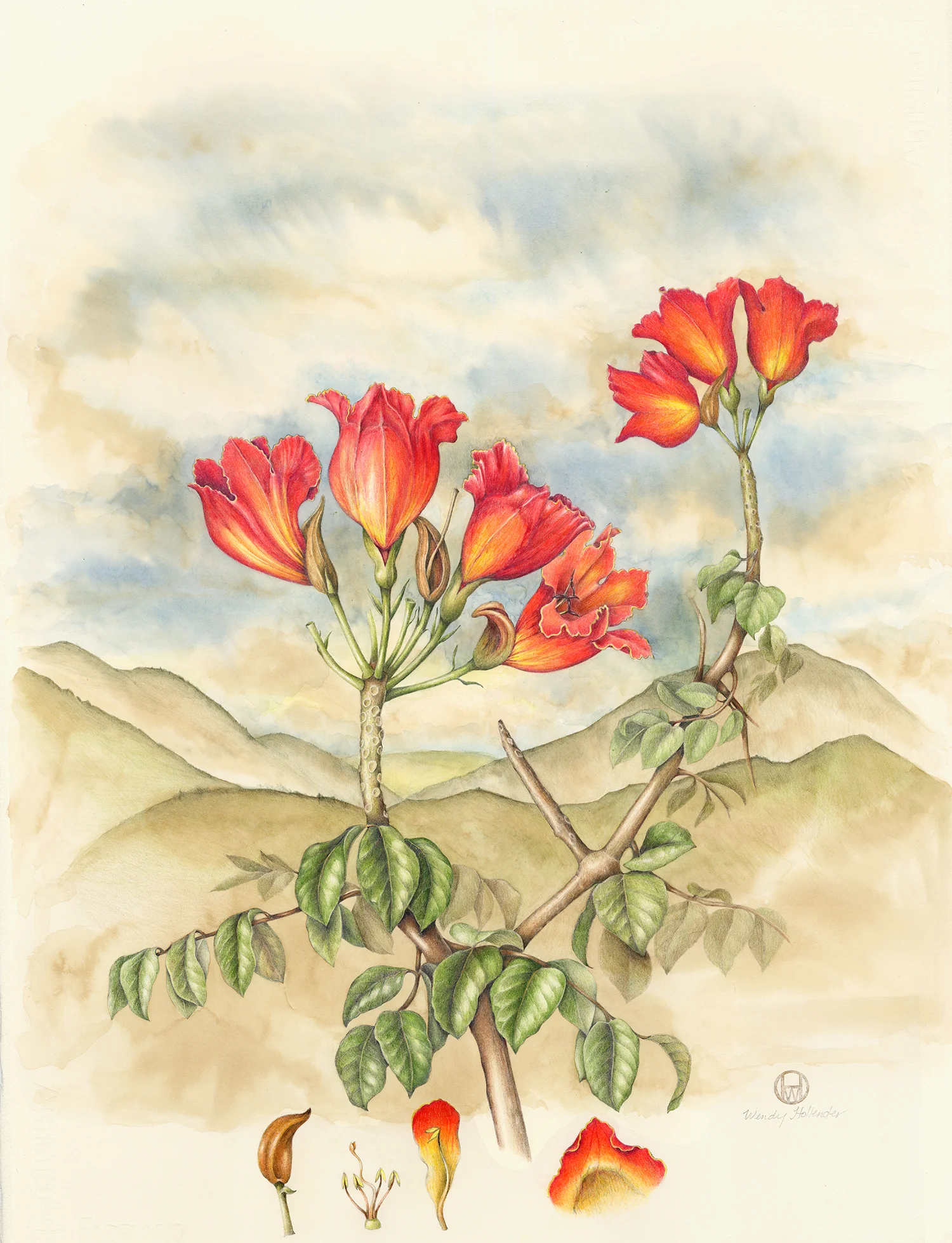 African Tulip Tree - Spathodea campanulata