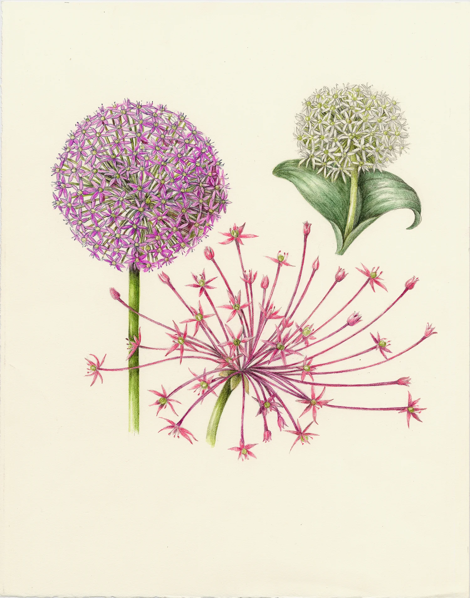 Allium - Allium