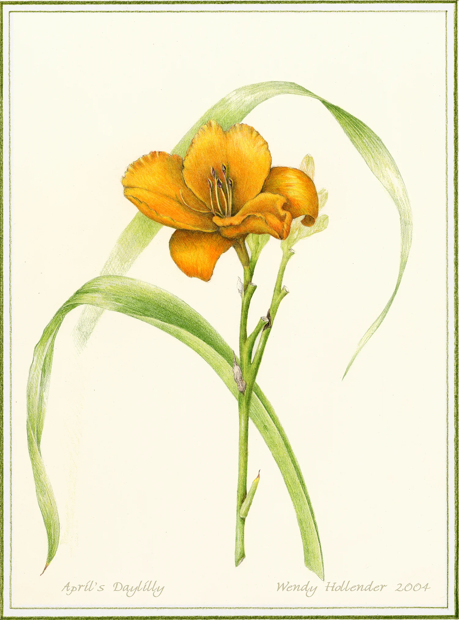 April's Daylily - Hemerocallis