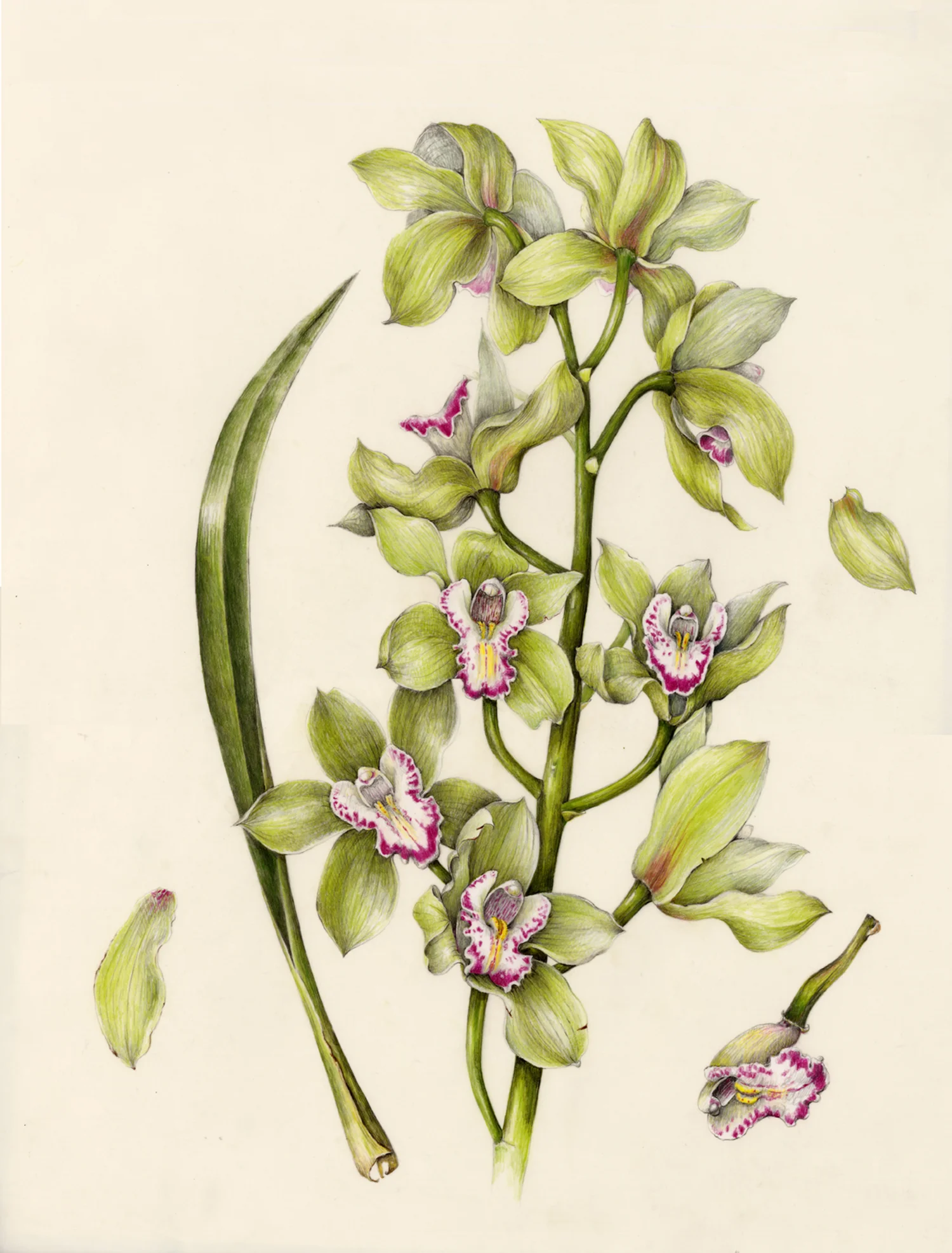 Boat Orchid - Cymbidium