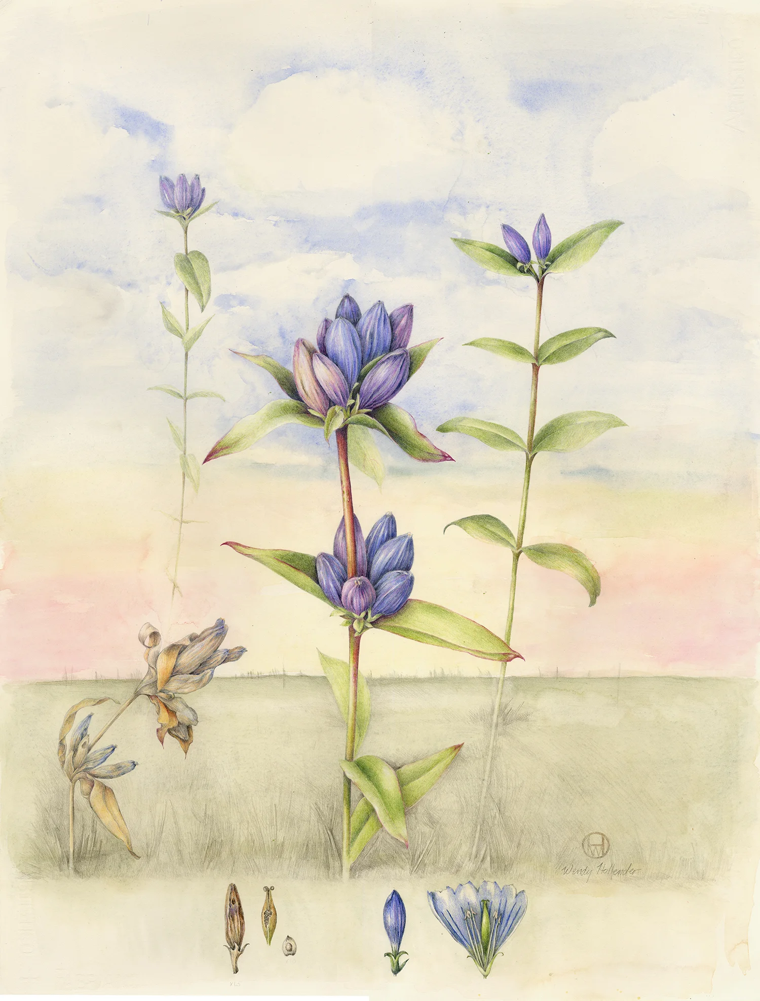 Bottle Gentian - Gentiana andrewsii