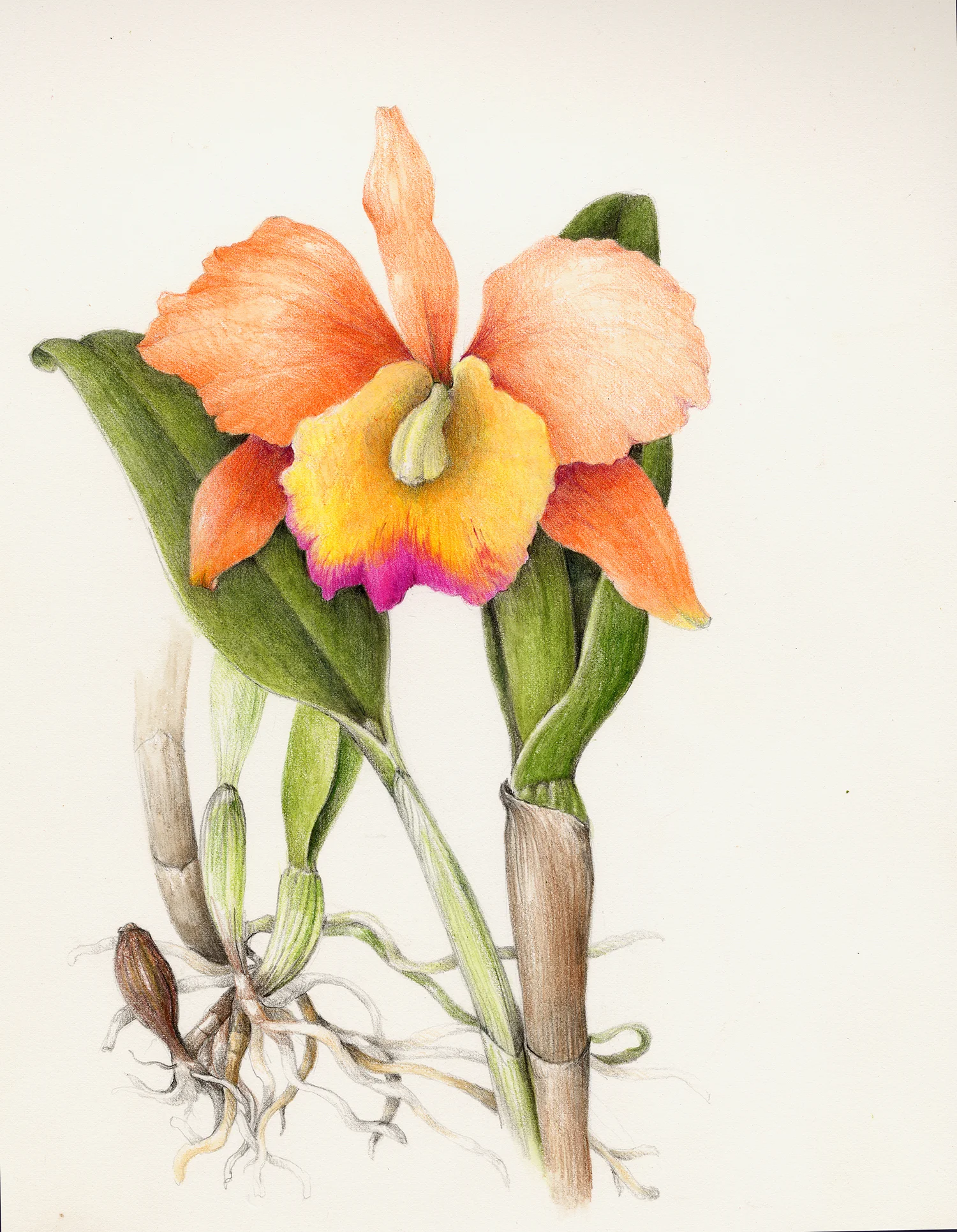 Cattleya Orchid - Cattleya labiata