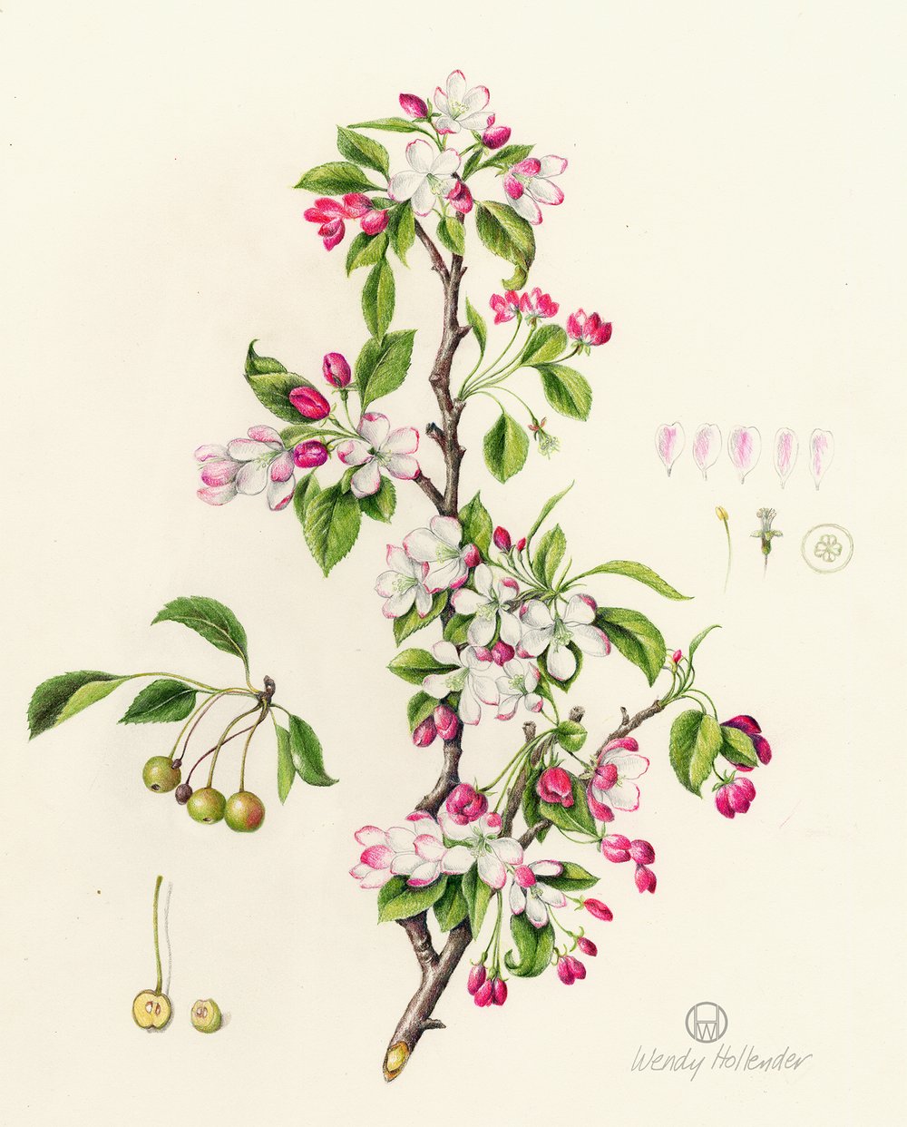 Flowers Gallery Botanical Artist Illustrator Learn To Draw Art Books Art Supplies Workshops