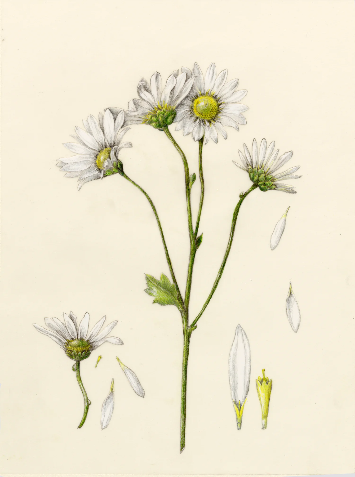 Daisy - Bellis perennis