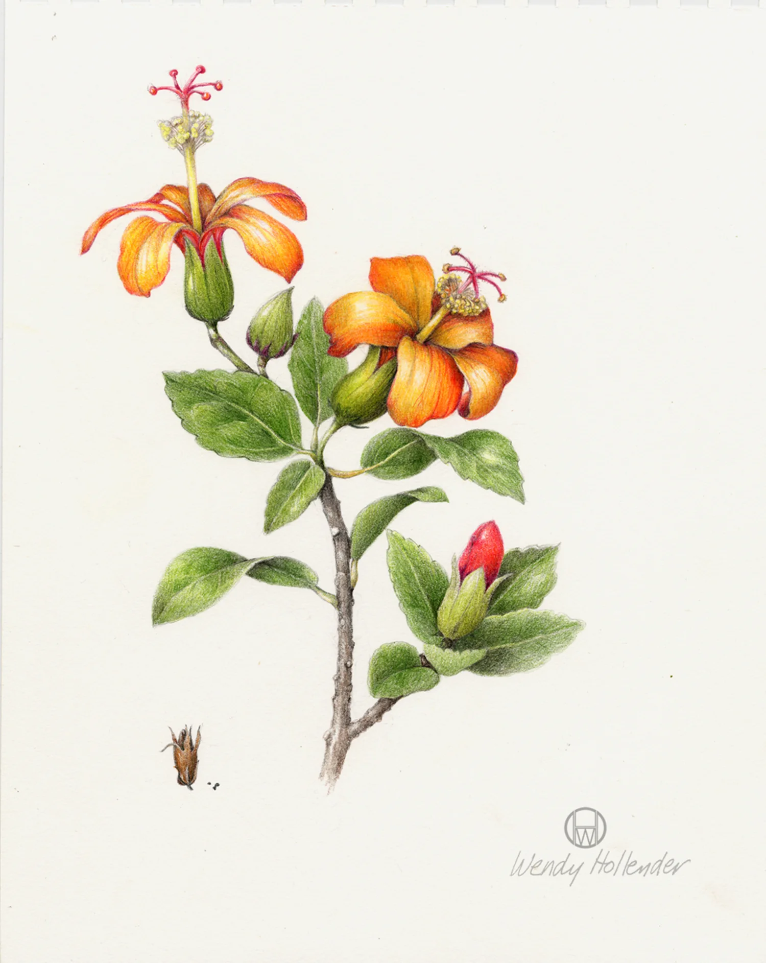 Hibiscus Kokio - Hibiscus kokio