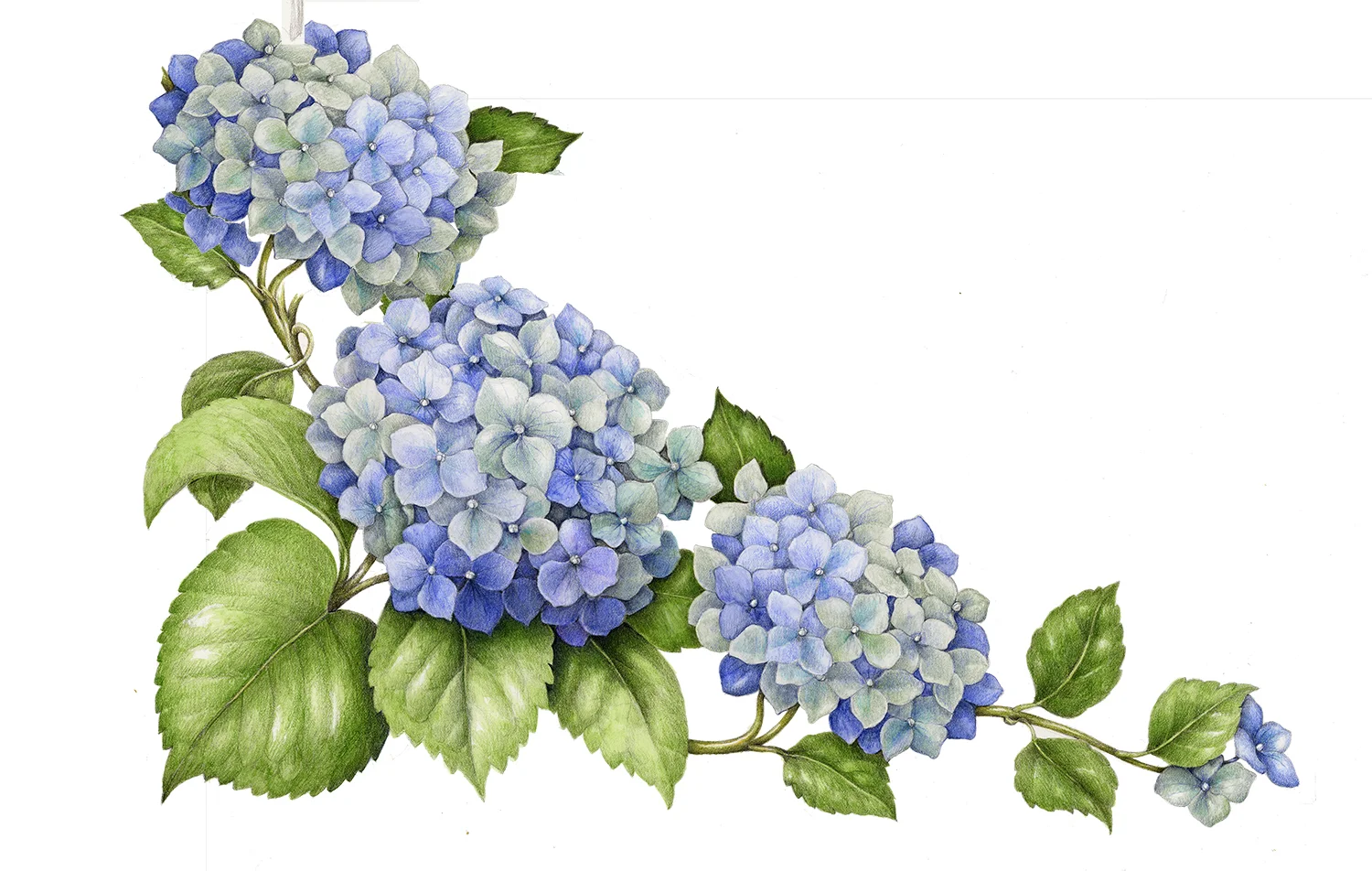 Hydrangea - Hydrangea macrophylla