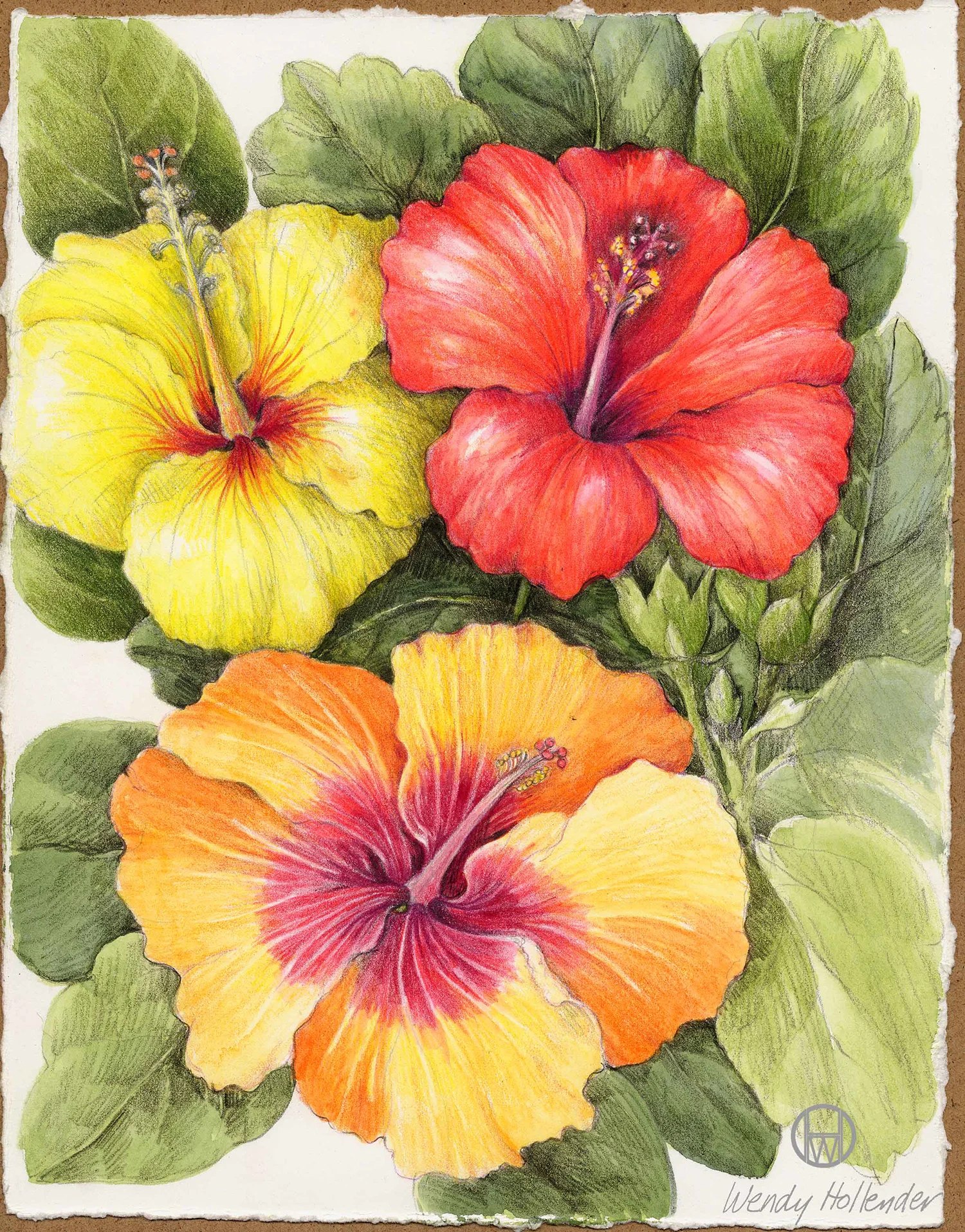 Hibiscus